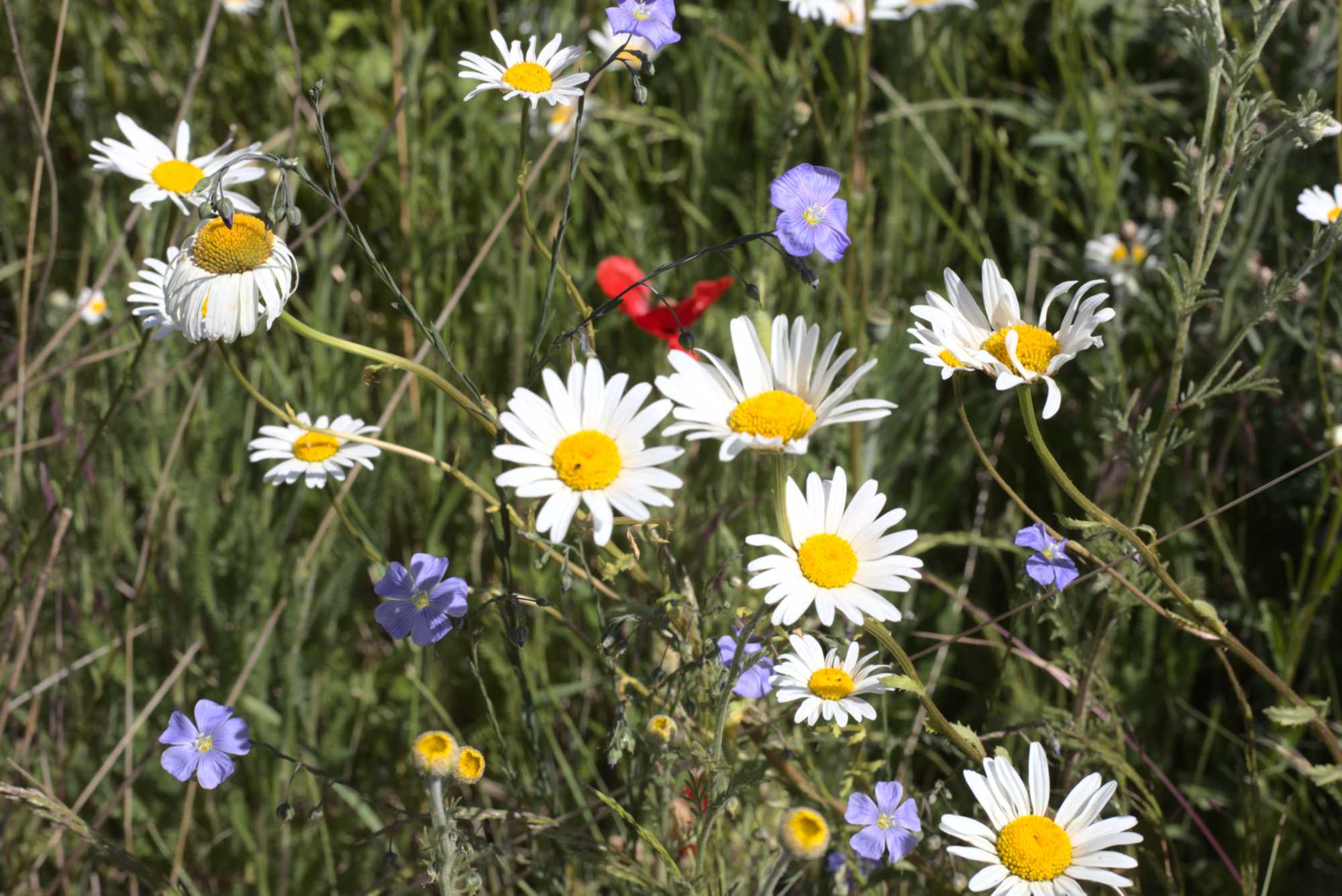 Lokation: Deutschland | Nordrhein-Westfalen | Heinsberg | Wassenberg Kategorien: Naturgarten, Magerbeet, Hortus rusticus, Landhausgarten, Datum: 01.06.2020
