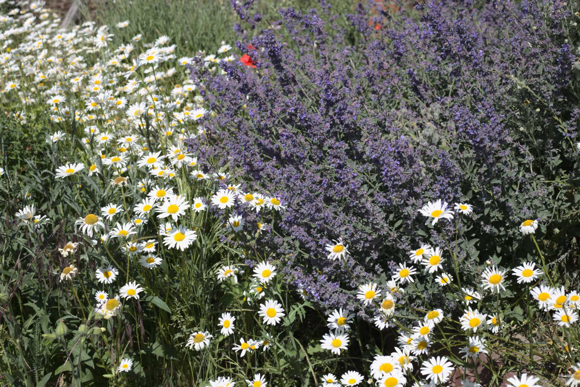 Lokation: Deutschland | Nordrhein-Westfalen | Heinsberg | Wassenberg Kategorien: Naturgarten, Magerbeet, Hortus rusticus, Landhausgarten, Datum: 01.06.2020