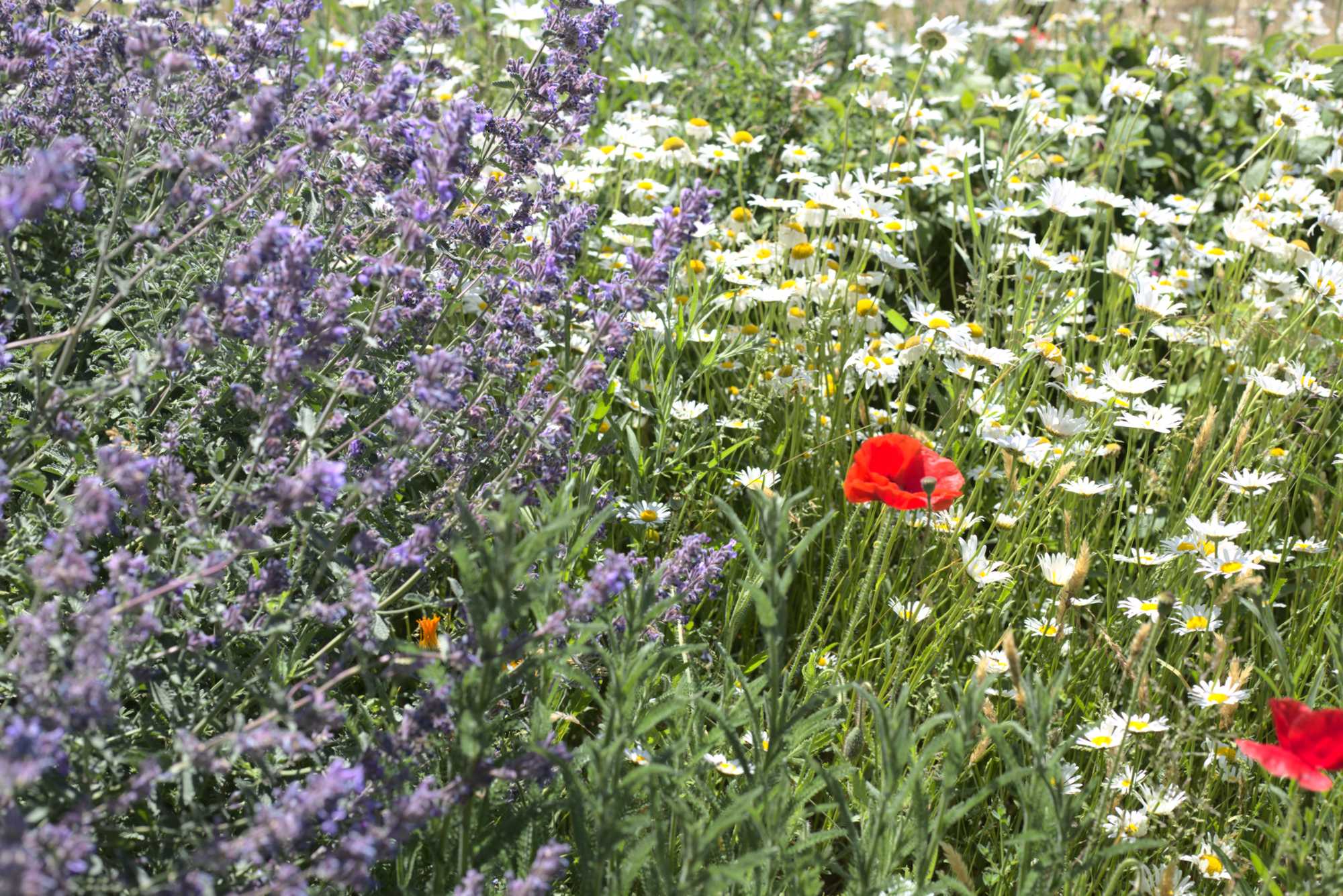 Lokation: Deutschland | Nordrhein-Westfalen | Heinsberg | Wassenberg Kategorien: Naturgarten, Magerbeet, Hortus rusticus, Landhausgarten, Datum: 01.06.2020