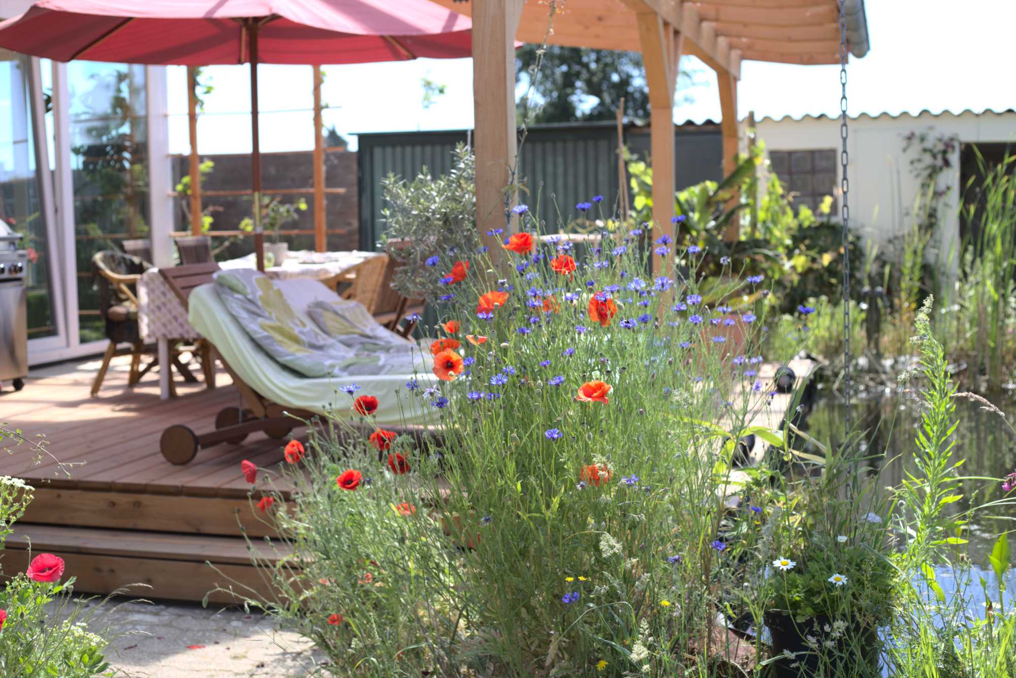 Lokation: Deutschland | Nordrhein-Westfalen | Heinsberg | Wassenberg Kategorien: Naturgarten, Magerbeet, Hortus rusticus, Landhausgarten, Datum: 01.06.2020