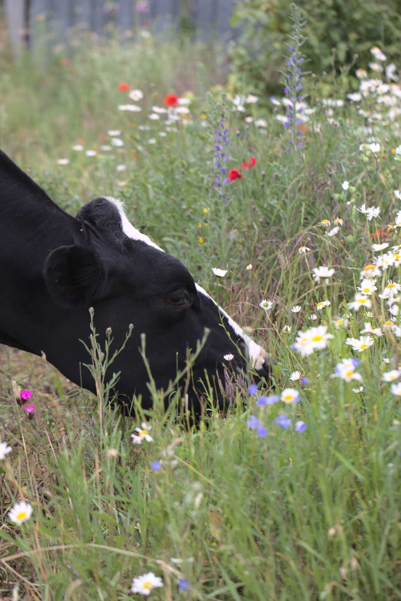 Lokation: Deutschland | Nordrhein-Westfalen | Heinsberg | Wassenberg Kategorien: Beweidung, Naturgarten, Magerbeet, Hortus rusticus, Landhausgarten, Datum: 05.06.2020