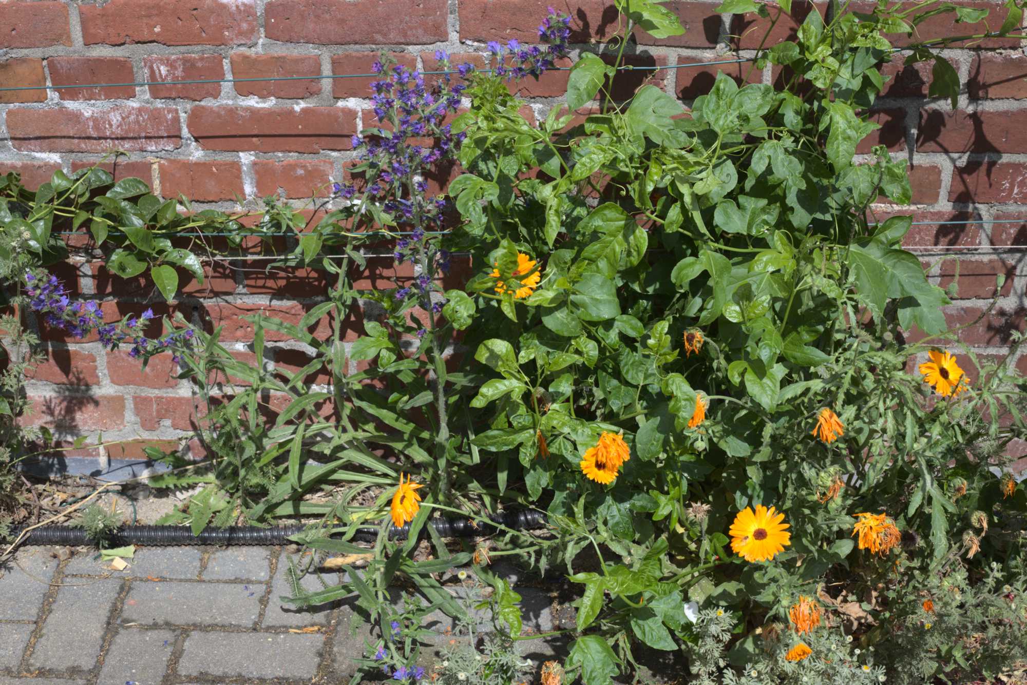 Lokation: Deutschland | Nordrhein-Westfalen | Heinsberg | Wassenberg Kategorien: Naturgarten, Magerbeet, Hortus rusticus, Landhausgarten, Datum: 06.06.2020