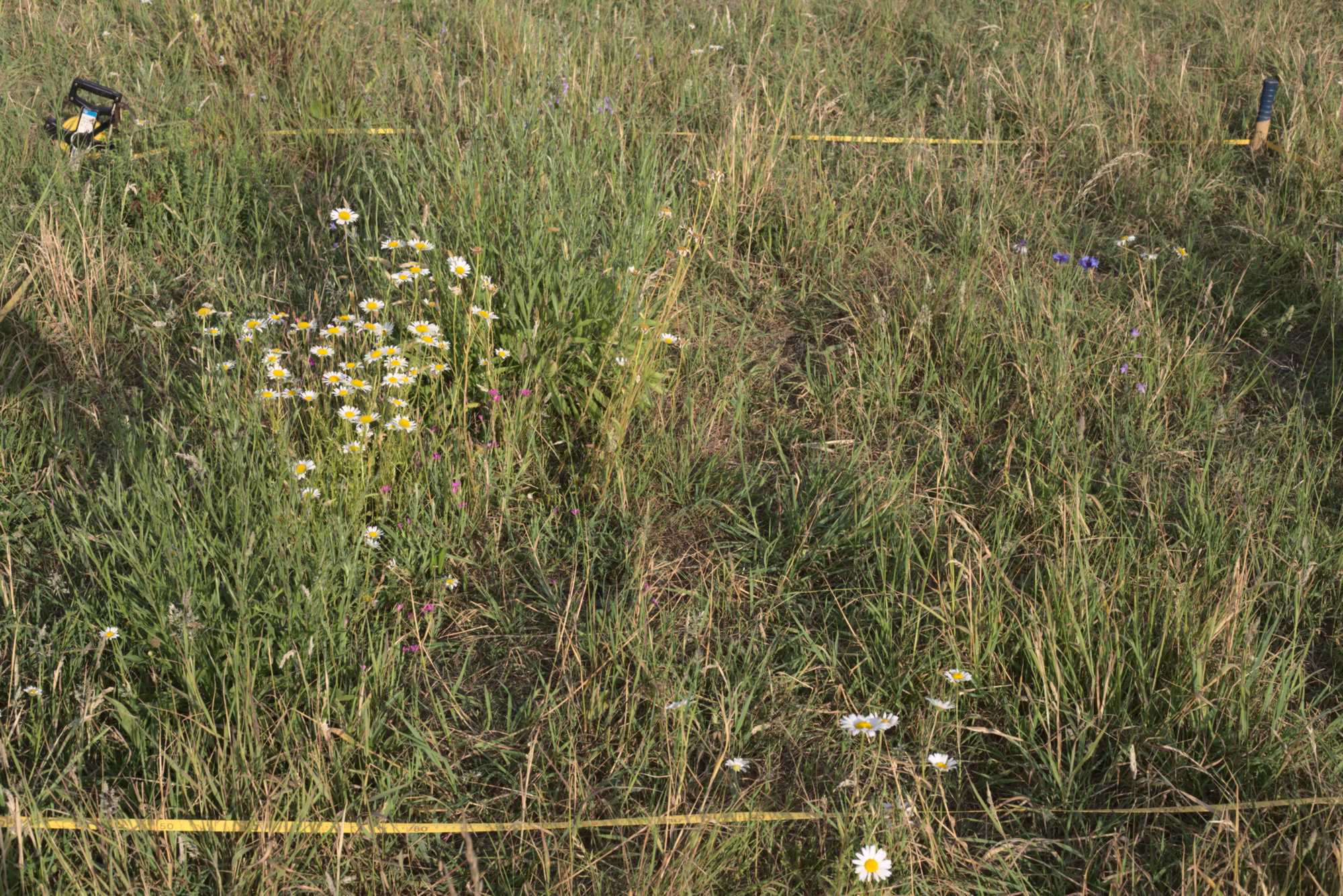 Lokation: Deutschland | Nordrhein-Westfalen | Heinsberg | Wassenberg Kategorien: Wiese, Hortus rusticus, Datum: 13.06.2020
