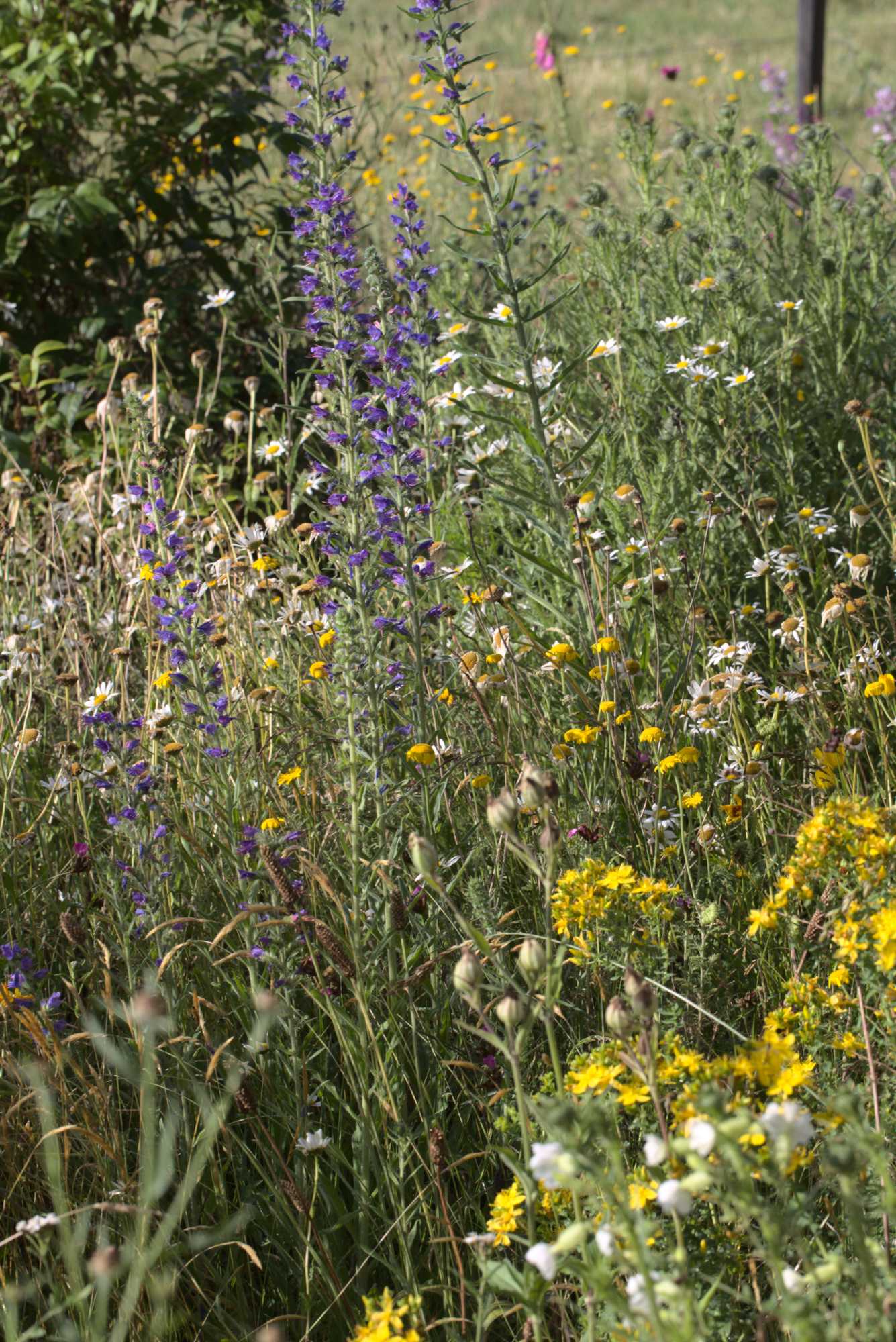 Lokation: Deutschland | Nordrhein-Westfalen | Heinsberg | Wassenberg Kategorien: Naturgarten, Magerbeet, Hortus rusticus, Landhausgarten, Datum: 18.06.2020