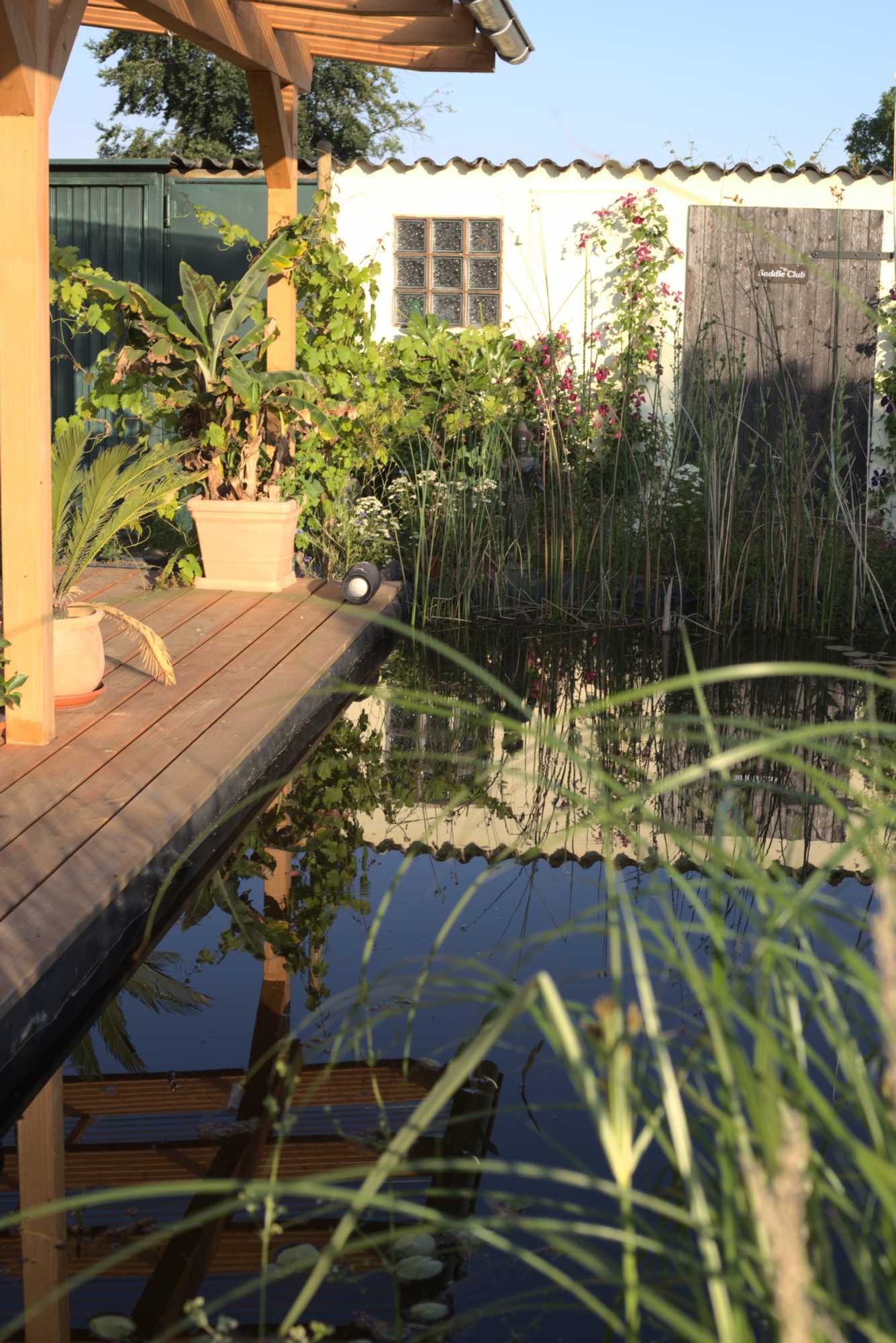 Lokation: Deutschland | Nordrhein-Westfalen | Heinsberg | Wassenberg Kategorien: Teich, Naturgarten, Hortus rusticus, Landhausgarten, Datum: 20.06.2020