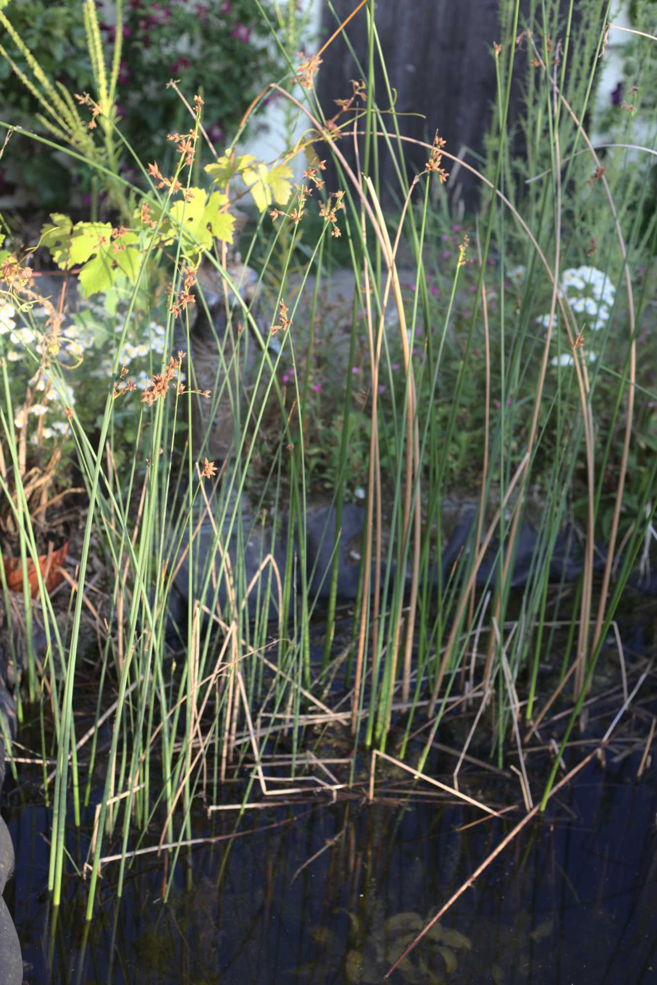 Lokation: Deutschland | Nordrhein-Westfalen | Heinsberg | Wassenberg Kategorien: Teich, Hortus rusticus, Datum: 20.06.2020