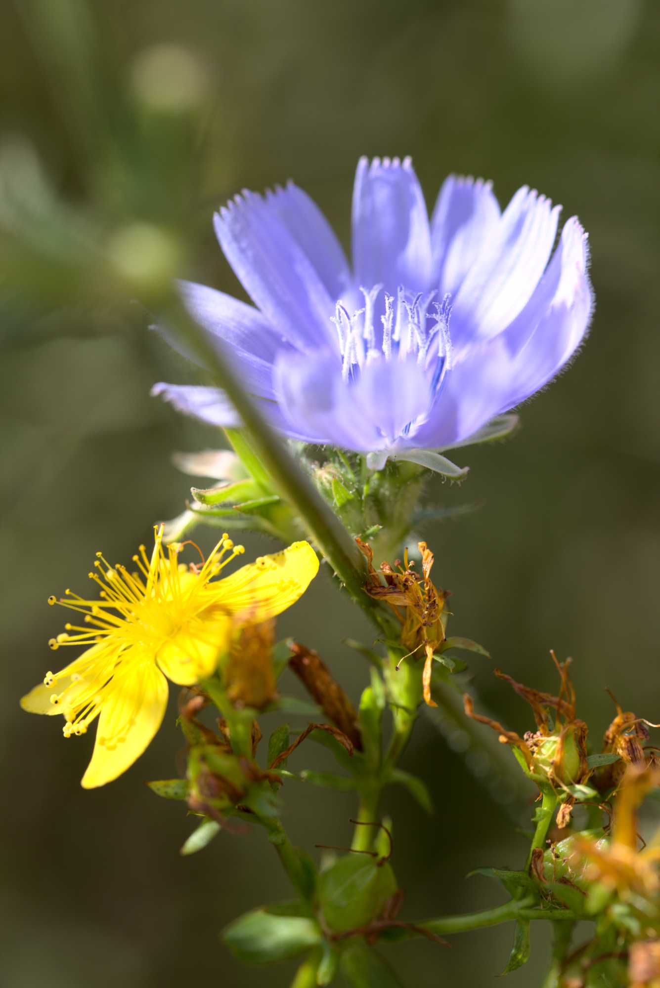 Lokation: Deutschland | Nordrhein-Westfalen | Heinsberg | Wassenberg Kategorien: Blüte, Naturgarten, Magerbeet, Hortus rusticus, Landhausgarten, Datum: 11.07.2020