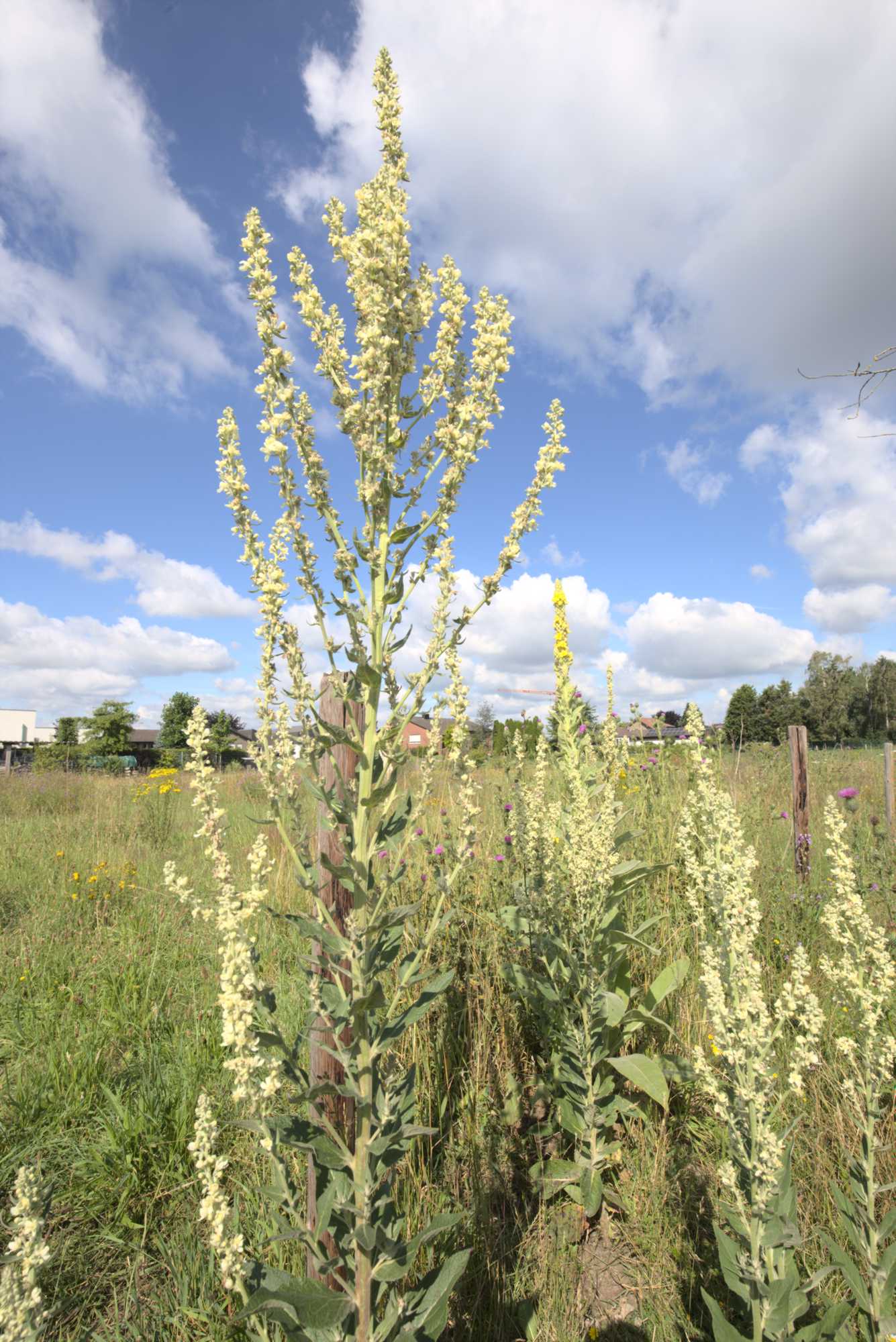 Lokation: Deutschland | Nordrhein-Westfalen | Heinsberg | Wassenberg Kategorien: Wiese, Hortus rusticus, Datum: 11.07.2020