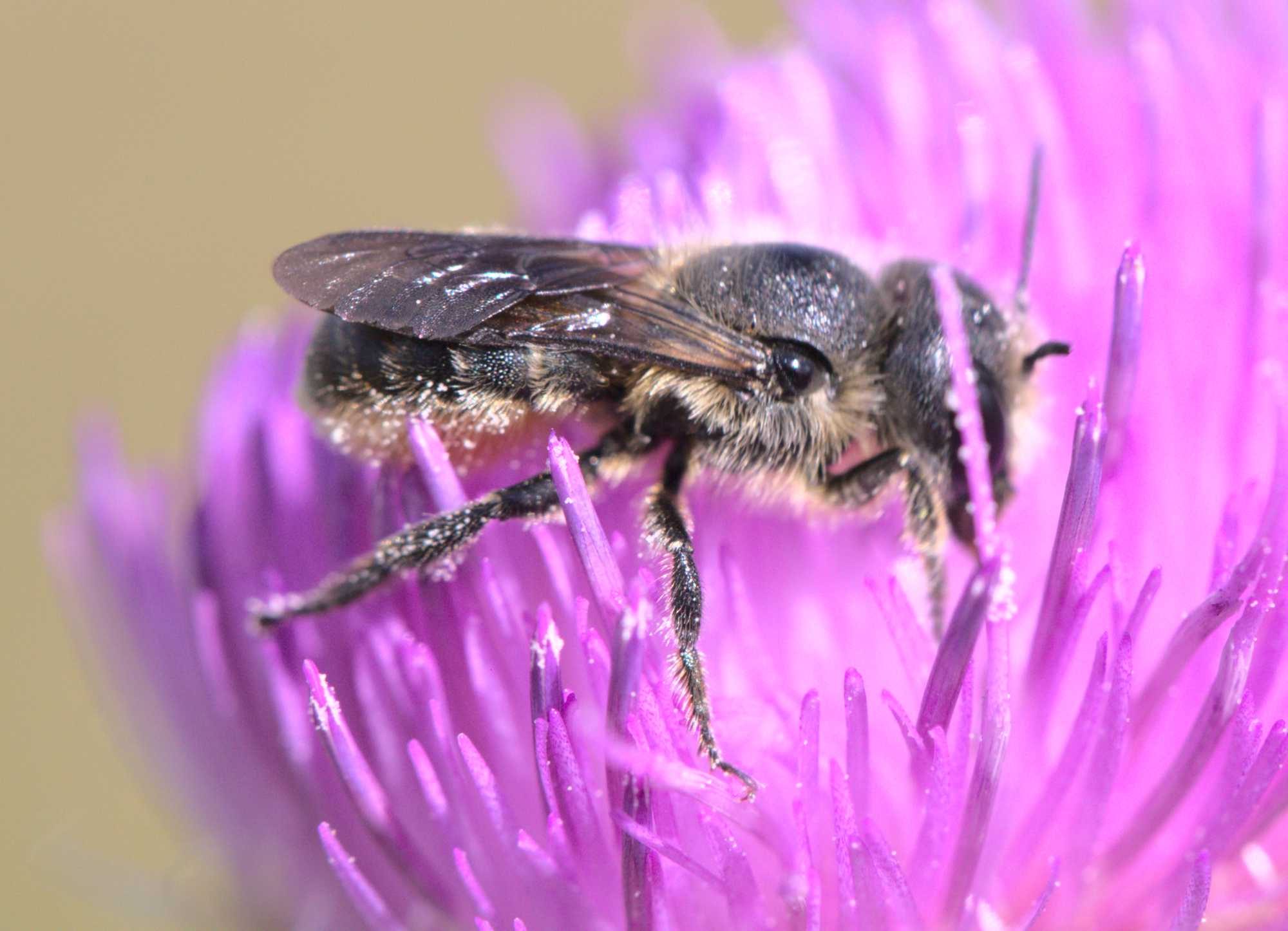 Osmia leaiana/niveata (Osmia leaiana/niveata), Lokation: Deutschland | Nordrhein-Westfalen | Heinsberg | Wassenberg Kategorien: Bienen, Hortus rusticus, Familie: Megachilidae (Bauchsammlerbienen), Datum: 11.07.2020