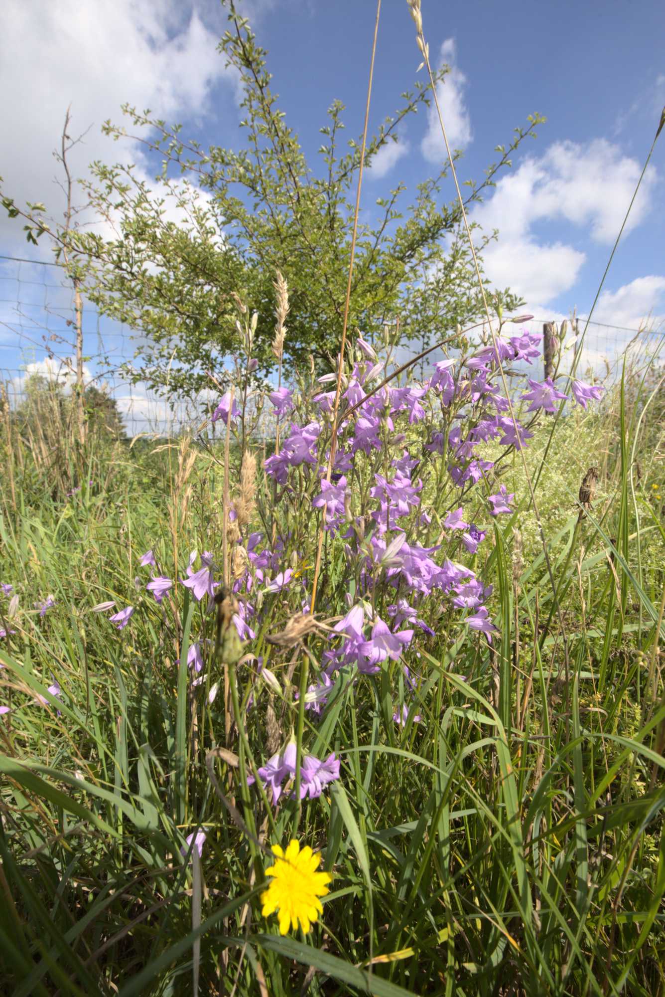 Lokation: Deutschland | Nordrhein-Westfalen | Heinsberg | Wassenberg Kategorien: Bienen, Wiese, Hortus rusticus, Datum: 11.07.2020