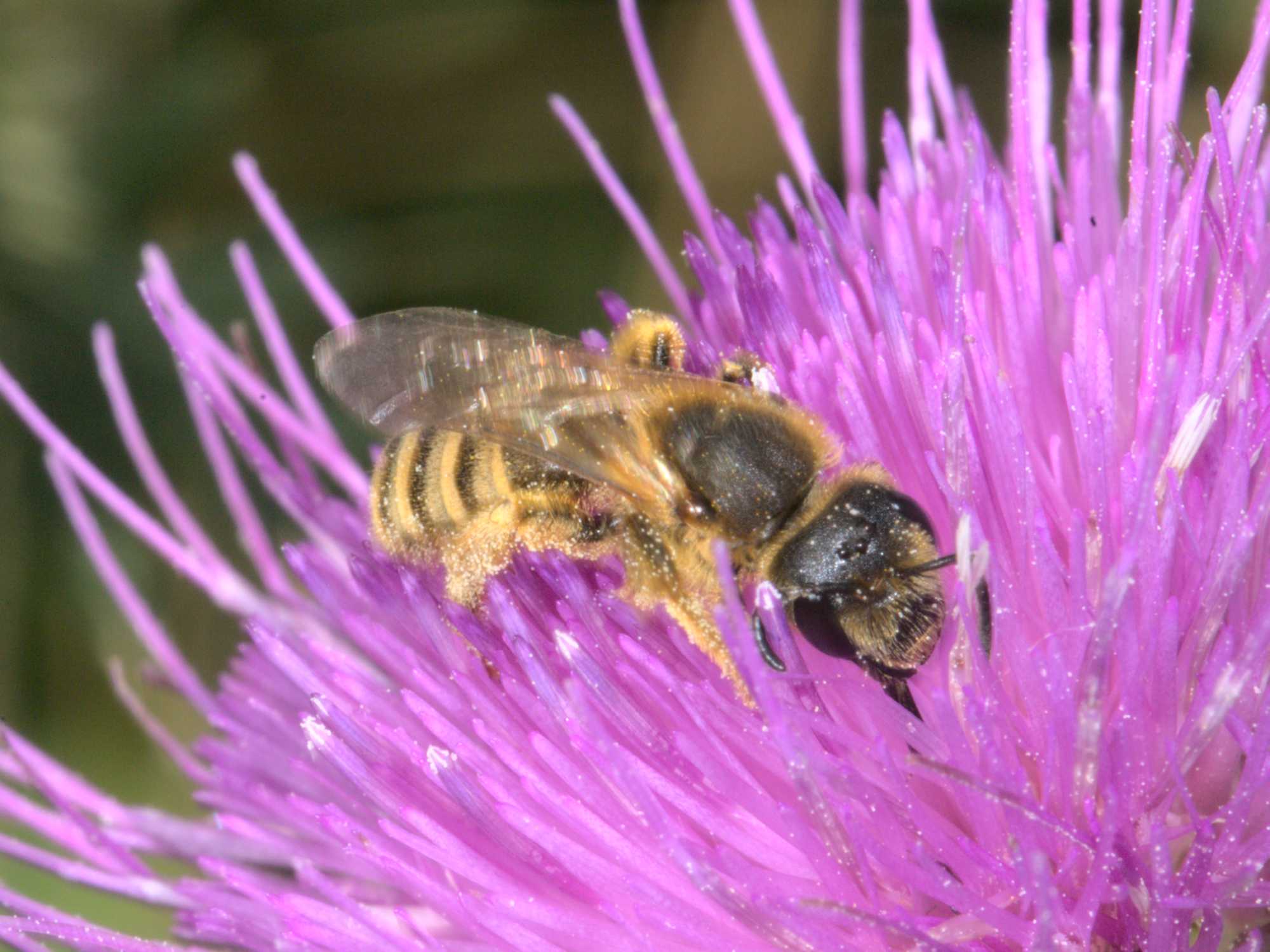 Gelbbindige Furchenbiene (Halictus scabiosae), Lokation: Deutschland | Nordrhein-Westfalen | Heinsberg | Wassenberg Kategorien: Bienen, Hortus rusticus, Familie: Halictidae (Schmal- und Furchenbienen), Datum: 11.07.2020