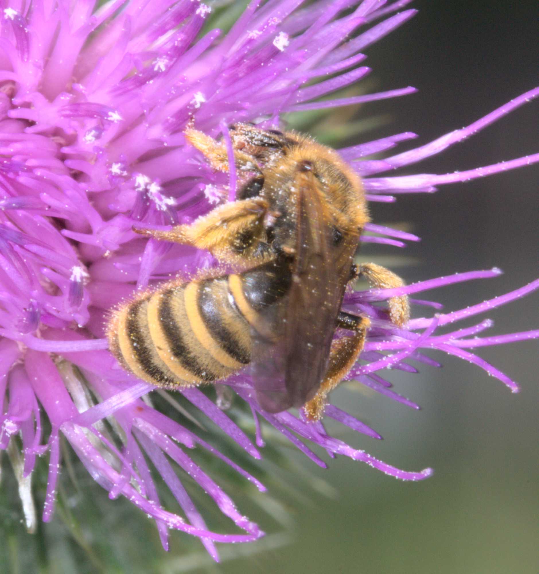 Gelbbindige Furchenbiene (Halictus scabiosae), Lokation: Deutschland | Nordrhein-Westfalen | Heinsberg | Wassenberg Kategorien: Bienen, Hortus rusticus, Familie: Halictidae (Schmal- und Furchenbienen), Datum: 11.07.2020