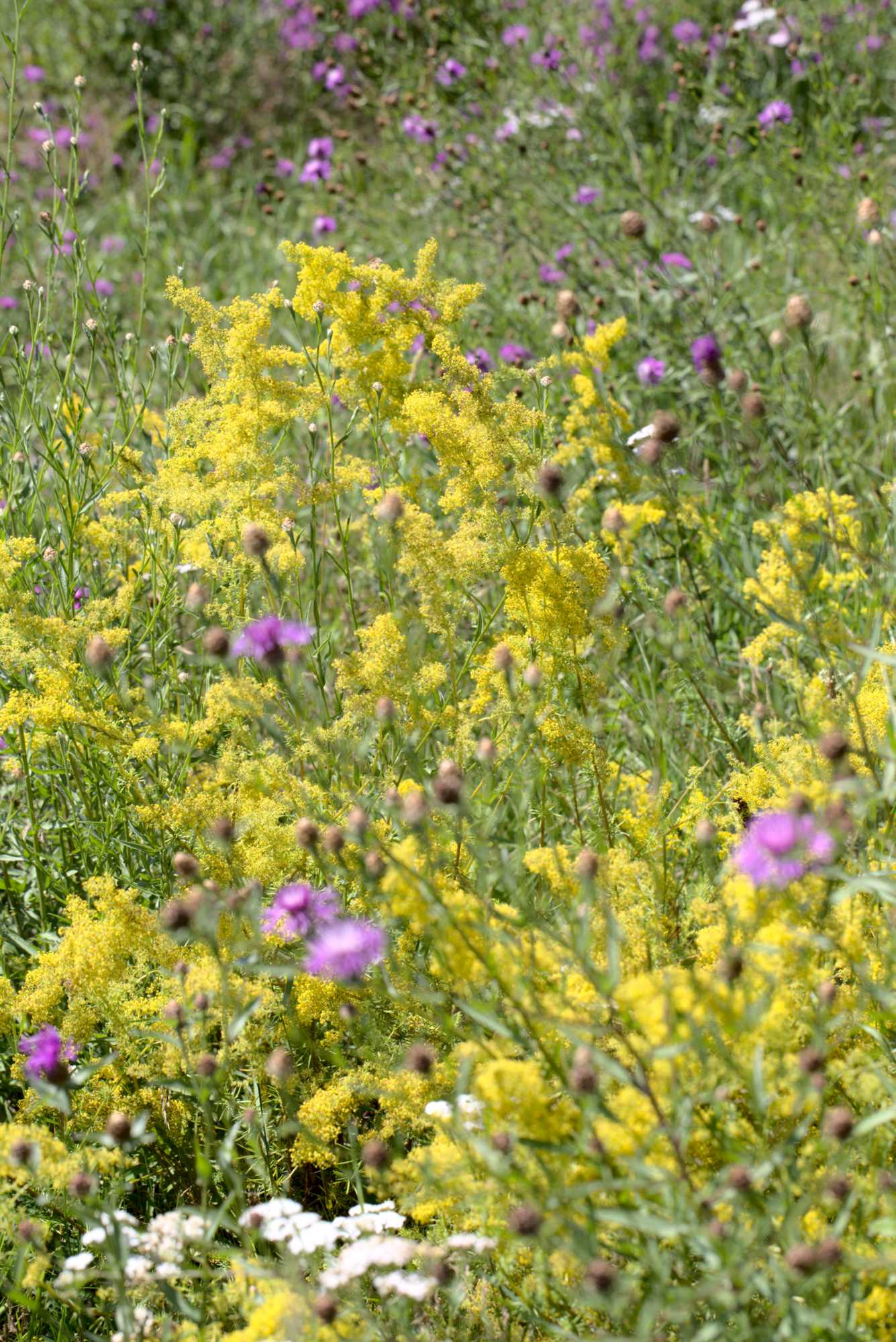 Lokation: Deutschland | Nordrhein-Westfalen | Heinsberg | Wassenberg Kategorien: Naturgarten, Magerbeet, Hortus rusticus, Landhausgarten, Datum: 13.07.2020