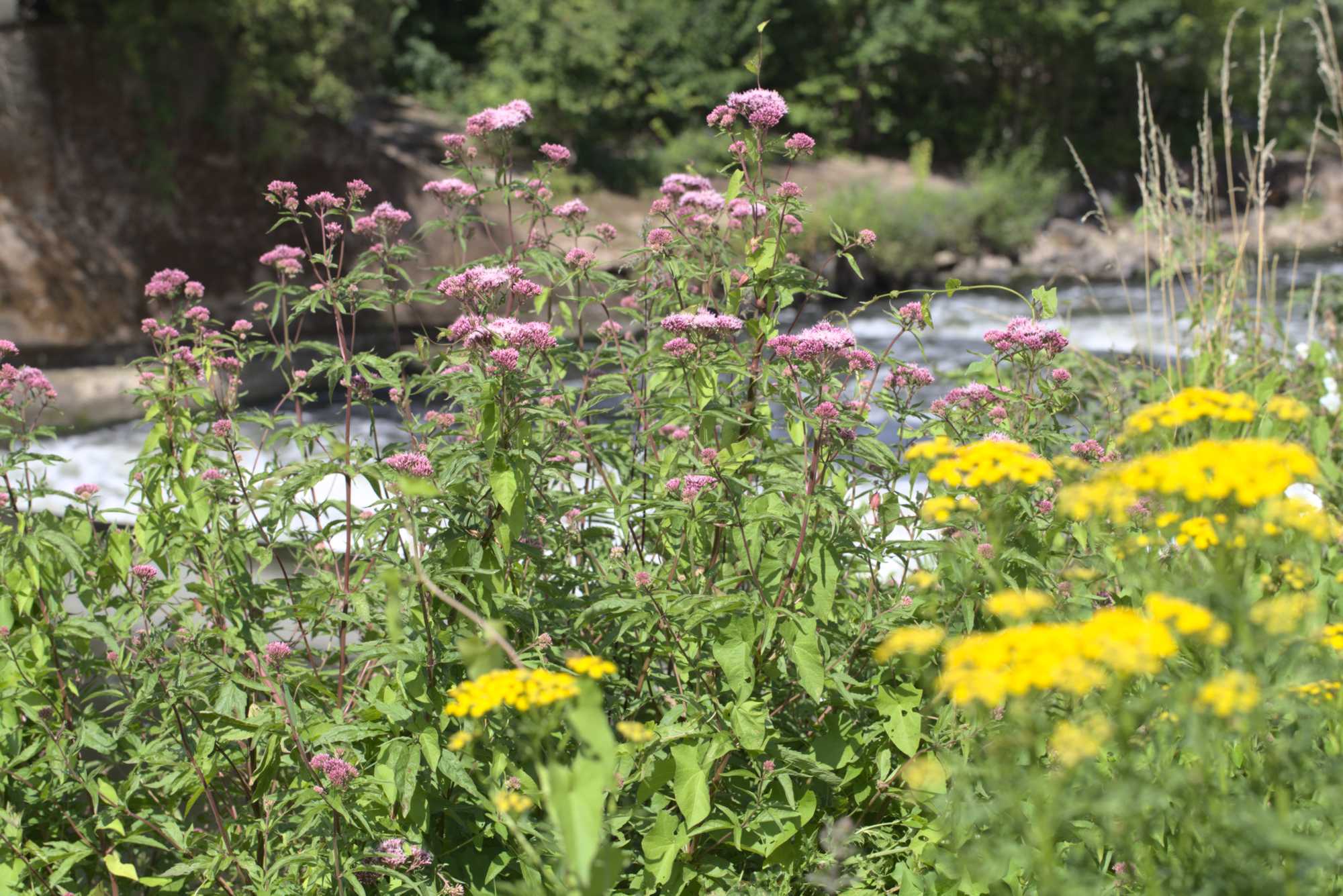 Lokation: Deutschland | Nordrhein-Westfalen | Heinsberg | Wassenberg Kategorien: Vegetation, Datum: 15.07.2020