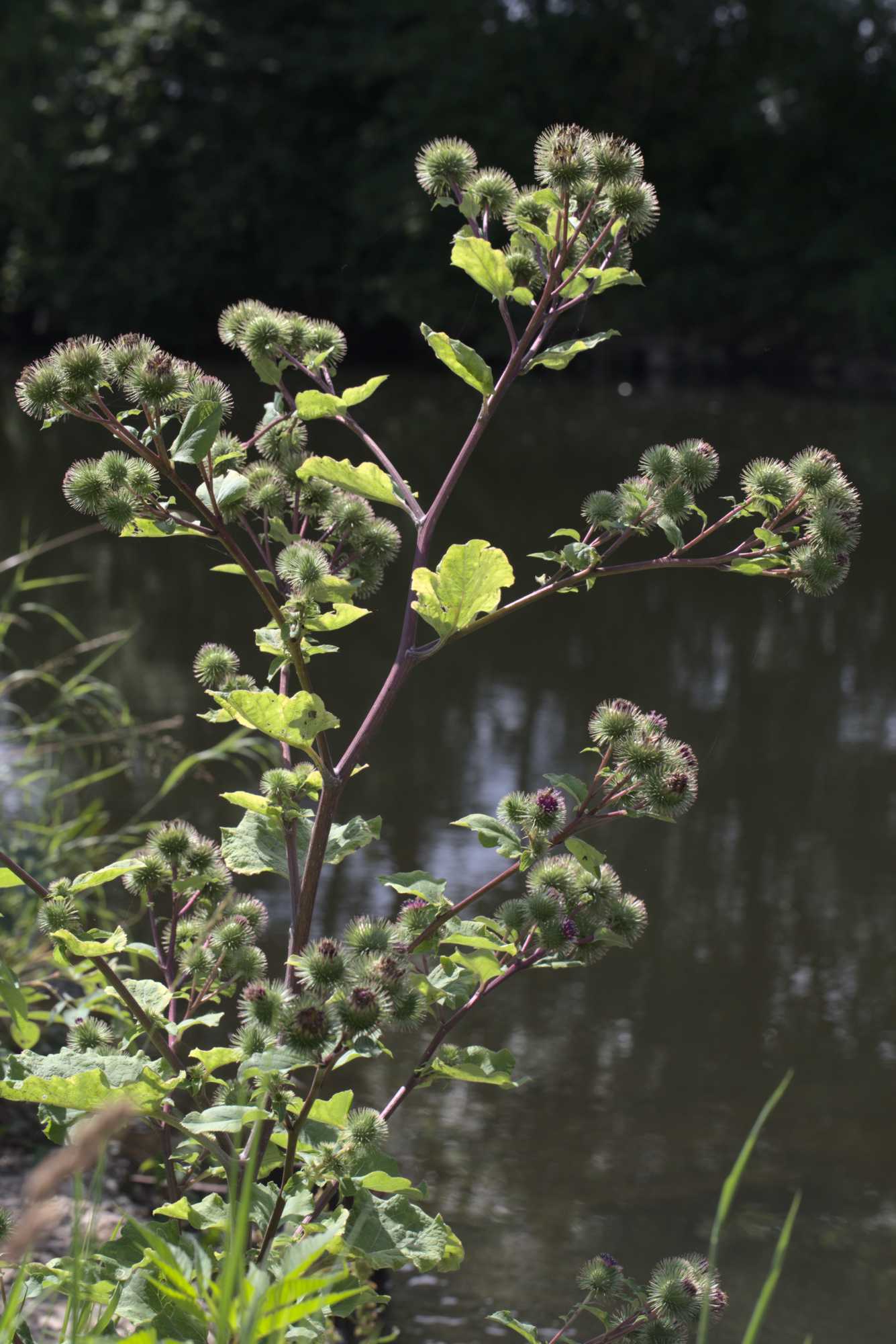 Lokation: Deutschland | Nordrhein-Westfalen | Heinsberg | Wassenberg Kategorien: Habitus, Datum: 15.07.2020