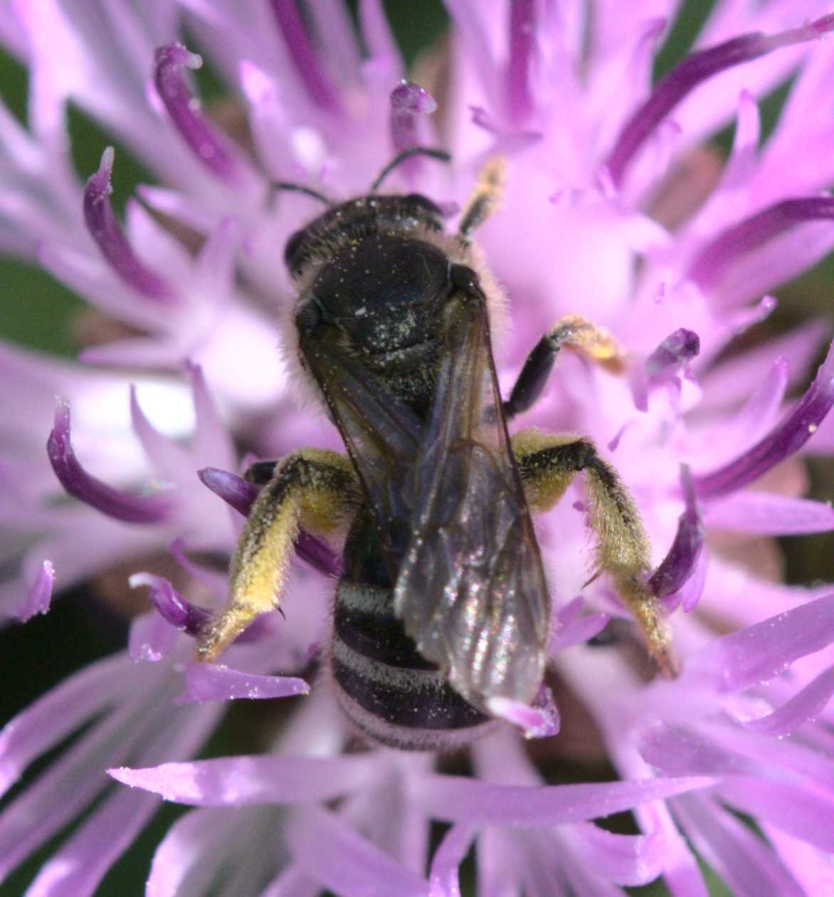 cf. Colletes daviesanus, Lokation: Deutschland | Nordrhein-Westfalen | Heinsberg | Wassenberg Kategorien: Bienen, Hortus rusticus, Familie: Halictidae (Schmal- und Furchenbienen), Datum: 23.07.2020