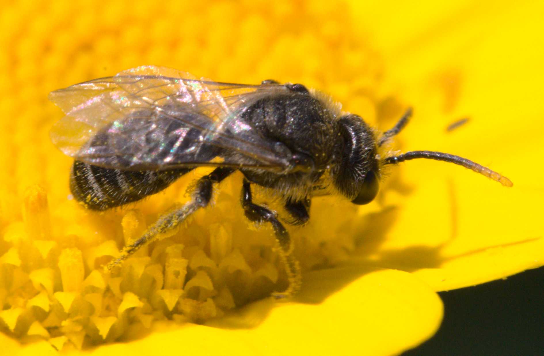 Schmalbiene unbest. (Lasioglossum) (Lasioglossum spec.), Lokation: Deutschland | Nordrhein-Westfalen | Heinsberg | Wassenberg Kategorien: Bienen, Hortus rusticus, Familie: Halictidae (Schmal- und Furchenbienen), Datum: 23.07.2020