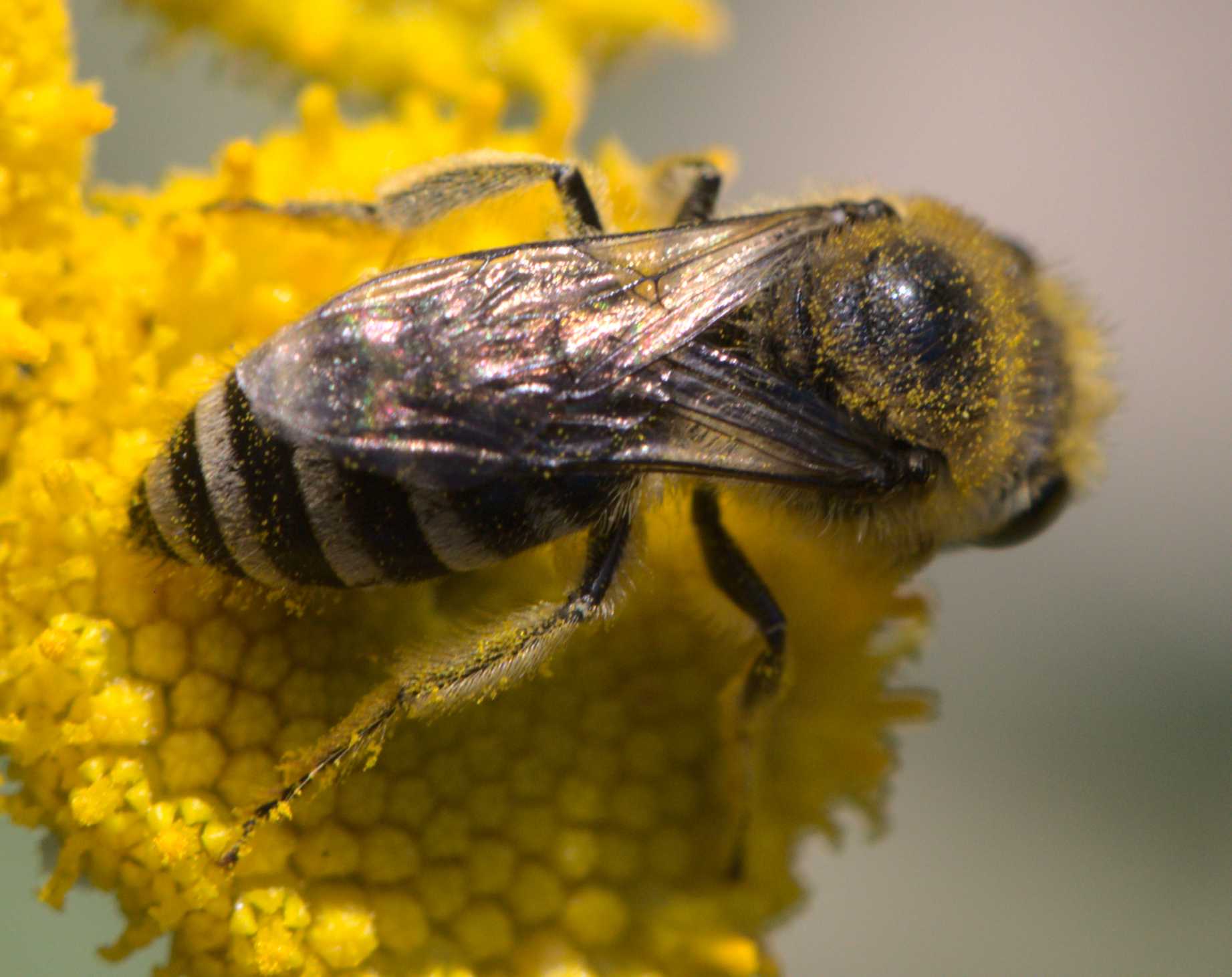 Colletes daviesanus/fodiens/similis (Colletes daviesanus/fodiens/similis), Lokation: Deutschland | Nordrhein-Westfalen | Heinsberg | Wassenberg Kategorien: Bienen, Hortus rusticus, Familie: Colletidae (Kropfbienen), Datum: 23.07.2020