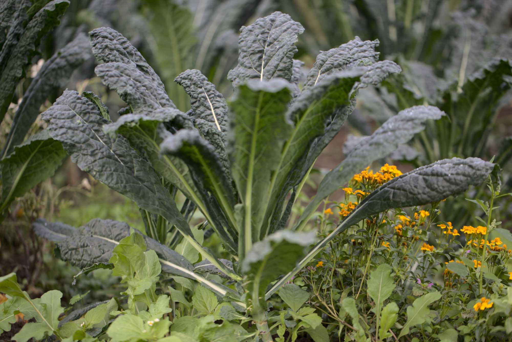 Lokation: Deutschland | Nordrhein-Westfalen | Heinsberg | Wassenberg Kategorien: Nutzgarten, Hortus rusticus, Bauerngarten, Selbstversorgung, Datum: 26.10.2020
