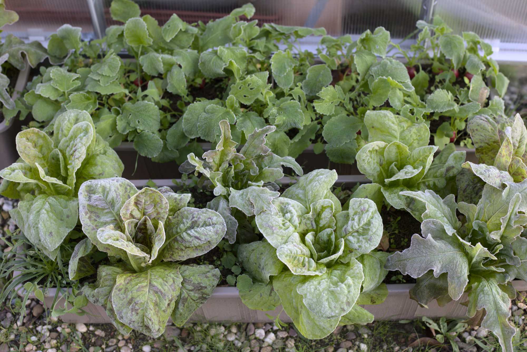 Lokation: Deutschland | Nordrhein-Westfalen | Heinsberg | Wassenberg Kategorien: Nutzgarten, Hortus rusticus, Bauerngarten, Selbstversorgung, Datum: 05.11.2020