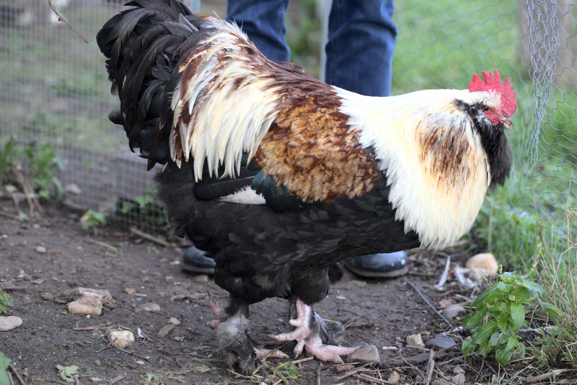Lokation: Deutschland | Nordrhein-Westfalen | Heinsberg | Wassenberg Kategorien: Hühner, Hortus rusticus, Datum: 13.12.2020