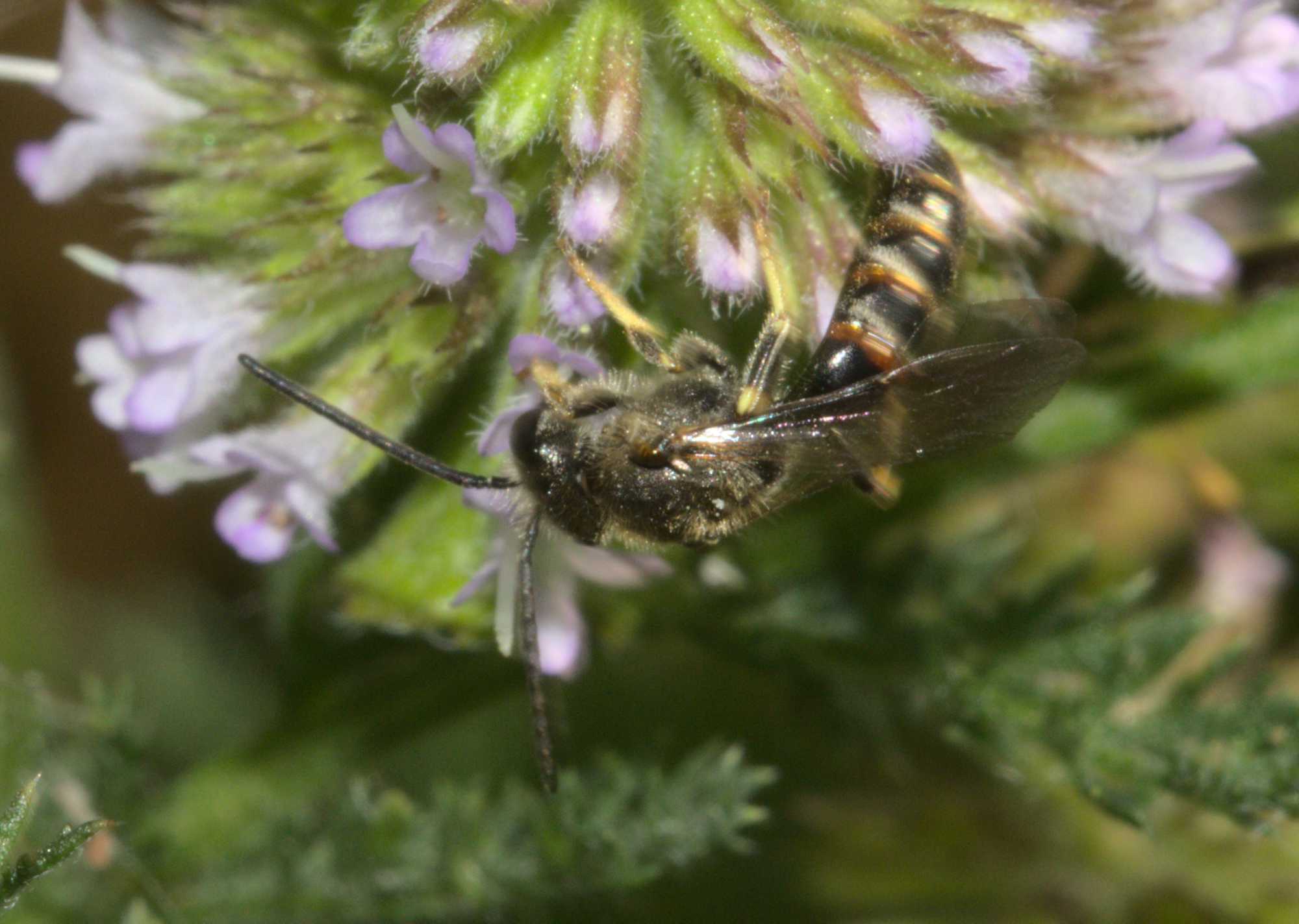 Gewöhnliche Schmalbiene (Lasioglossum calceatum), Lokation: Deutschland | Nordrhein-Westfalen | Heinsberg | Wassenberg Kategorien: Bienen, Hortus rusticus, Familie: Halictidae (Schmal- und Furchenbienen), Datum: 12.08.2020
