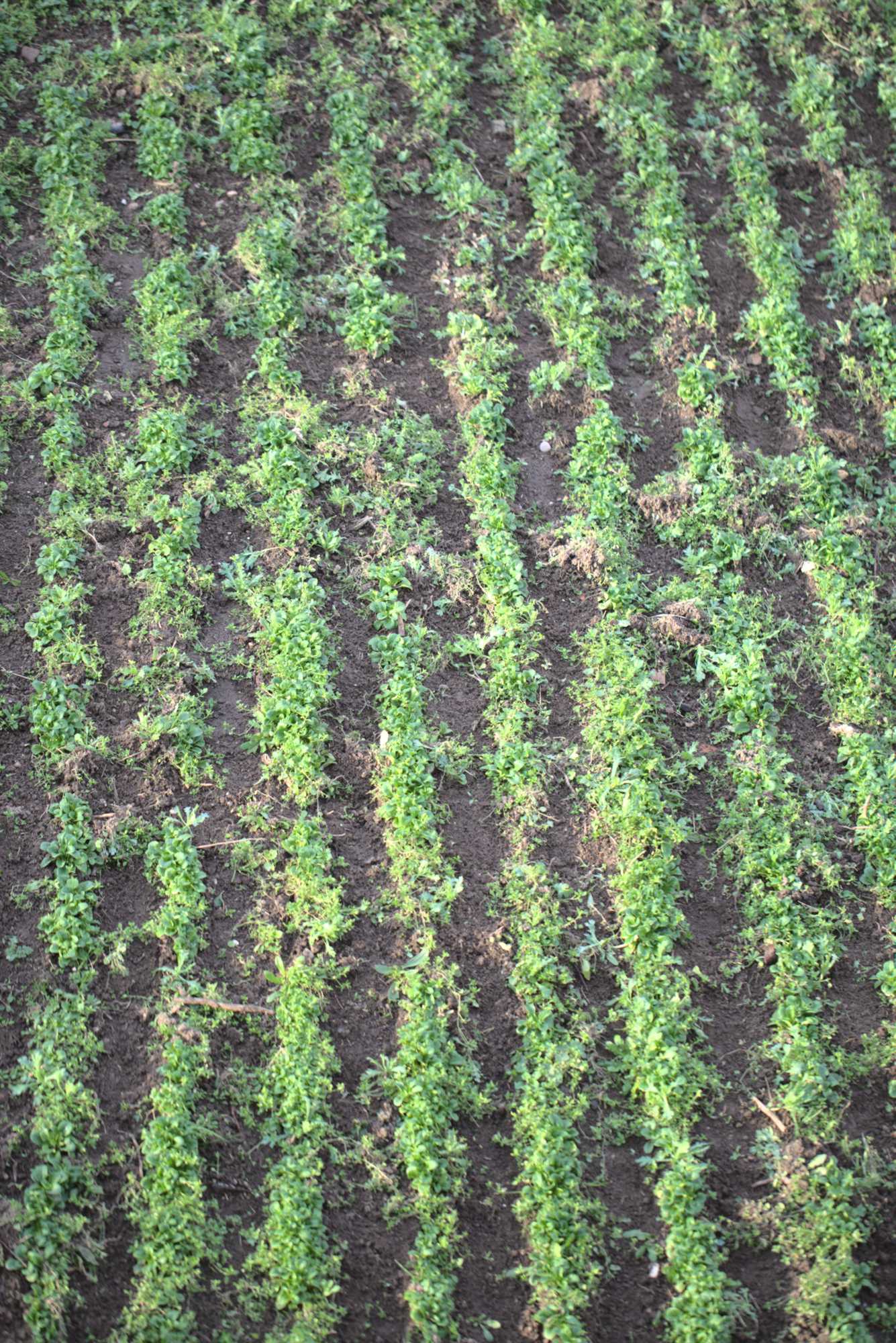 Lokation: Deutschland | Nordrhein-Westfalen | Heinsberg | Wassenberg Kategorien: Nutzgarten, Bauerngarten, Selbstversorgung, Datum: 12.01.2020