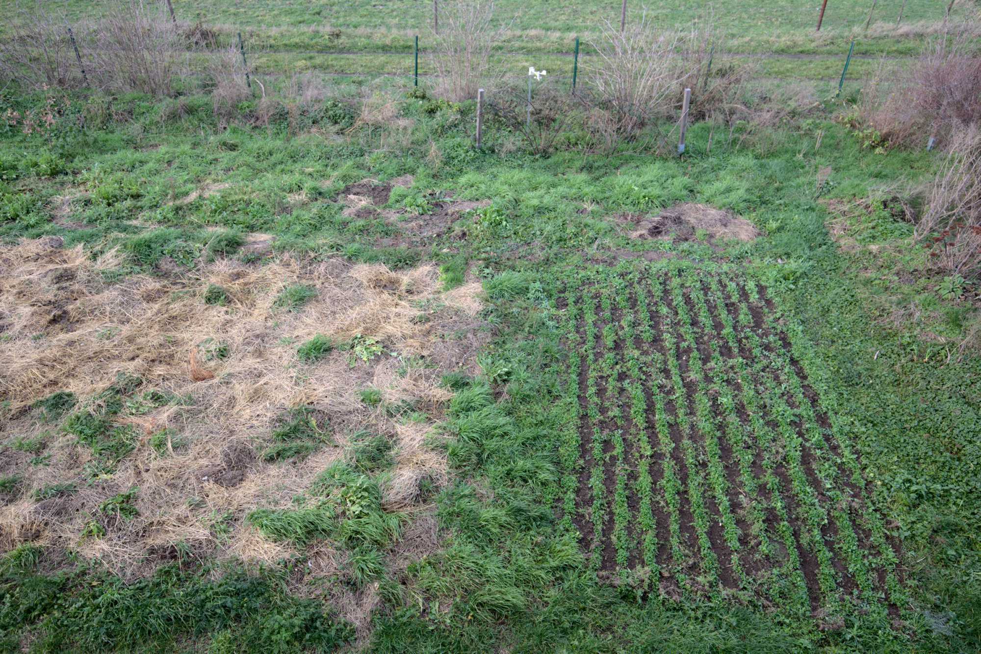 Lokation: Deutschland | Nordrhein-Westfalen | Heinsberg | Wassenberg Kategorien: Nutzgarten, Monatsbilder, Bauerngarten, Selbstversorgung, Datum: 12.01.2020