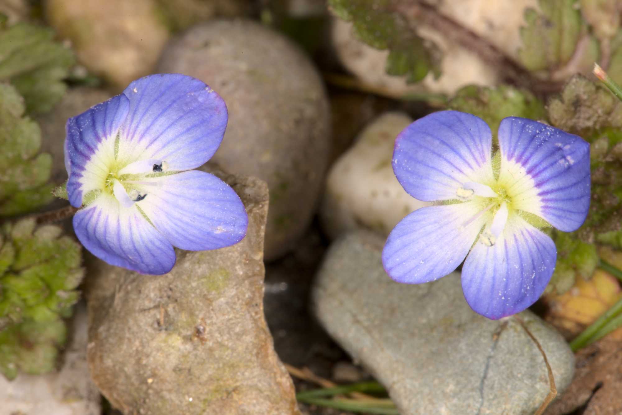 Lokation: Deutschland | Nordrhein-Westfalen | Heinsberg | Wassenberg Kategorien: Monatsbilder, Hortus rusticus, Datum: 02.03.2021
