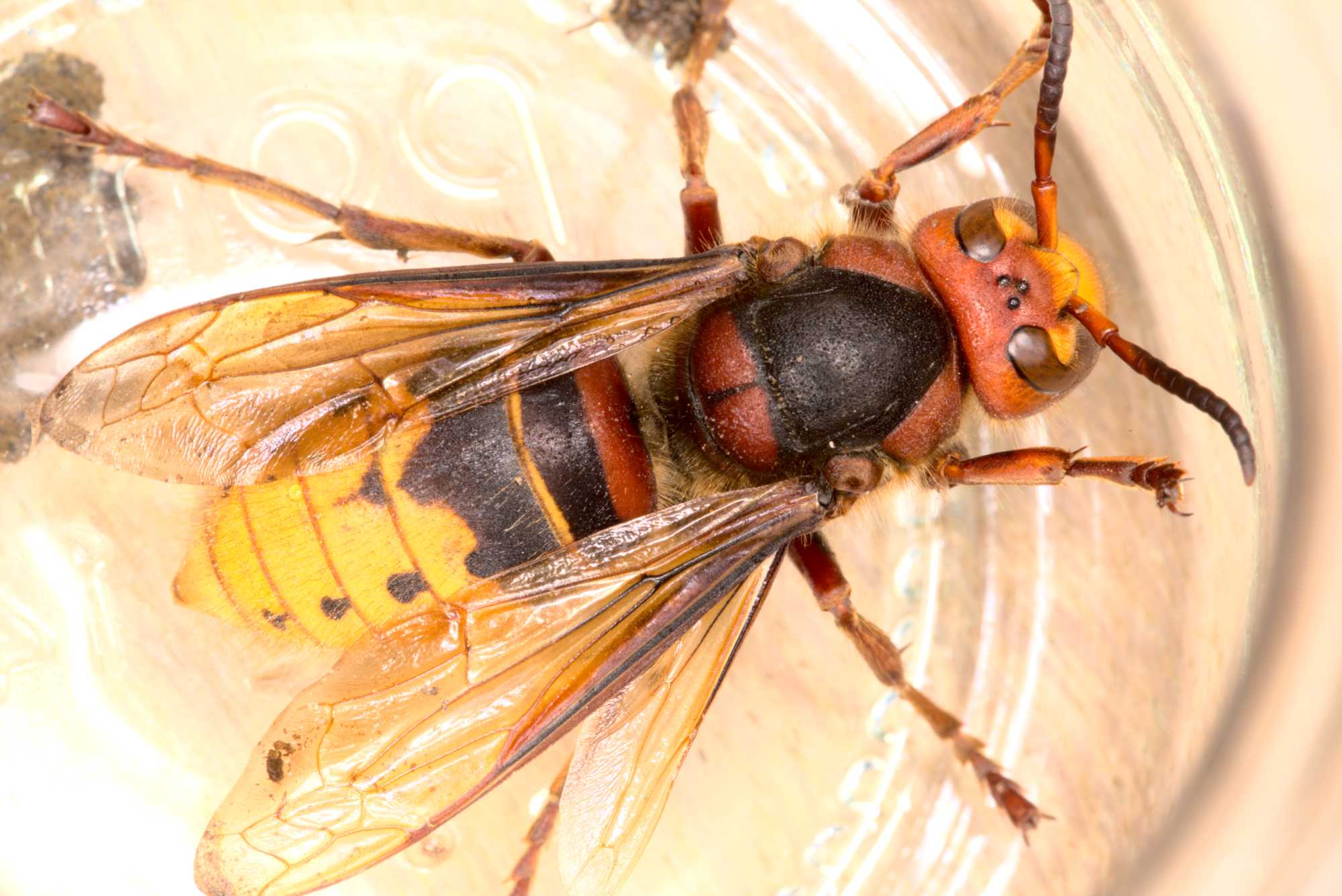 Lokation: Deutschland | Nordrhein-Westfalen | Heinsberg | Wassenberg Kategorien: Insekten, Hortus rusticus, Datum: 09.03.2021