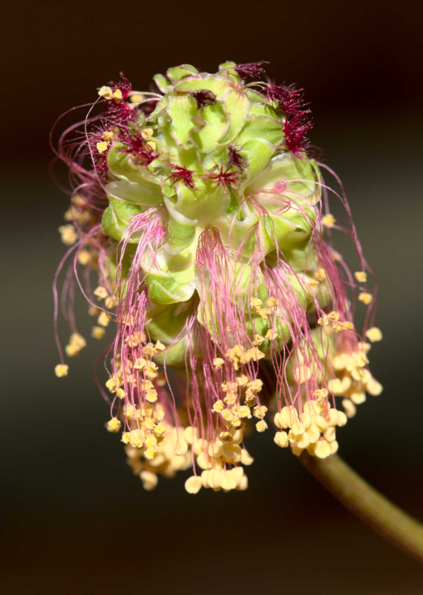 Lokation: Deutschland | Nordrhein-Westfalen | Heinsberg | Wassenberg Kategorien: Blüte, Hortus rusticus, Datum: 14.04.2021