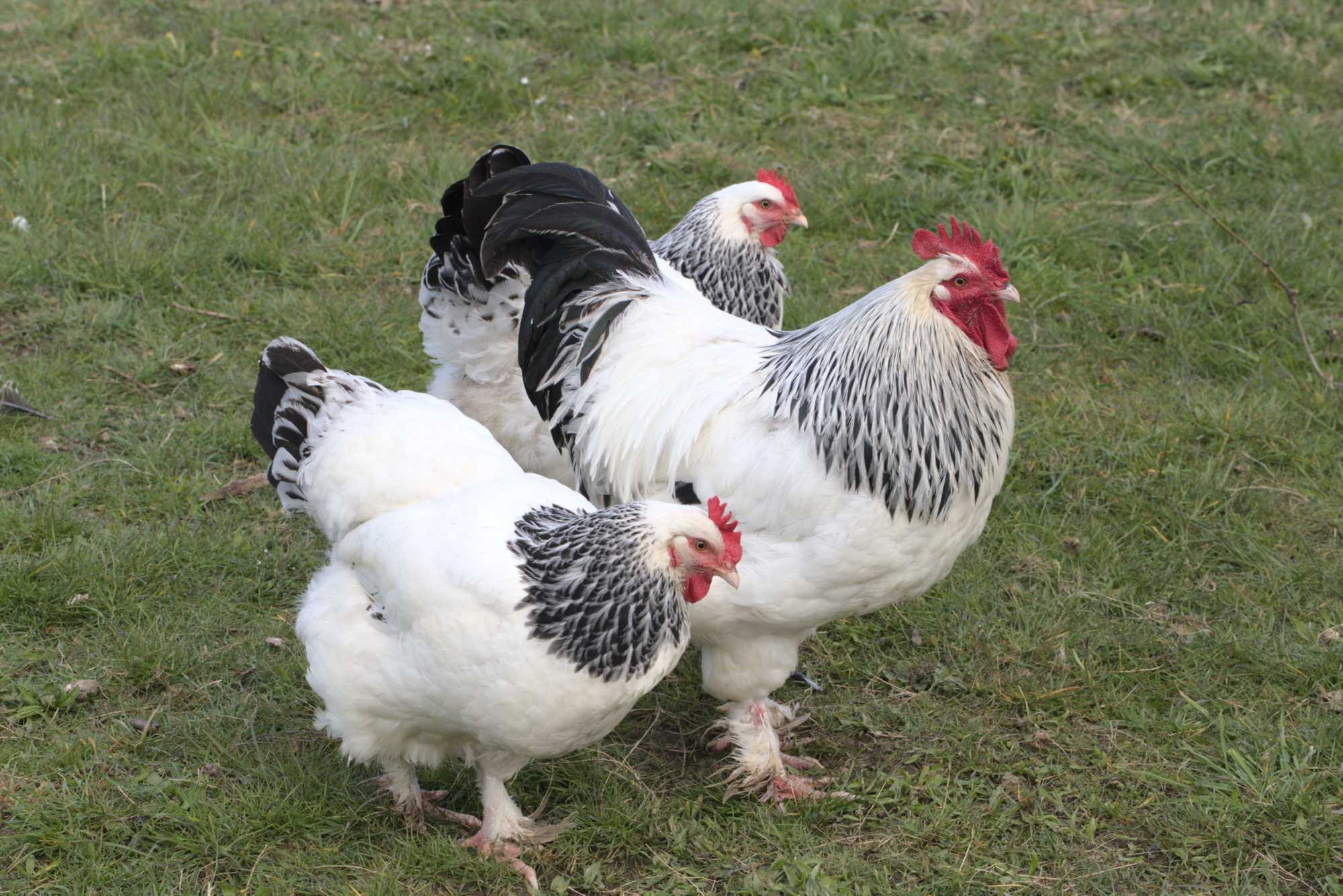 Lokation: Deutschland | Nordrhein-Westfalen | Heinsberg | Wassenberg Kategorien: Hühner, Hortus rusticus, Datum: 18.04.2021