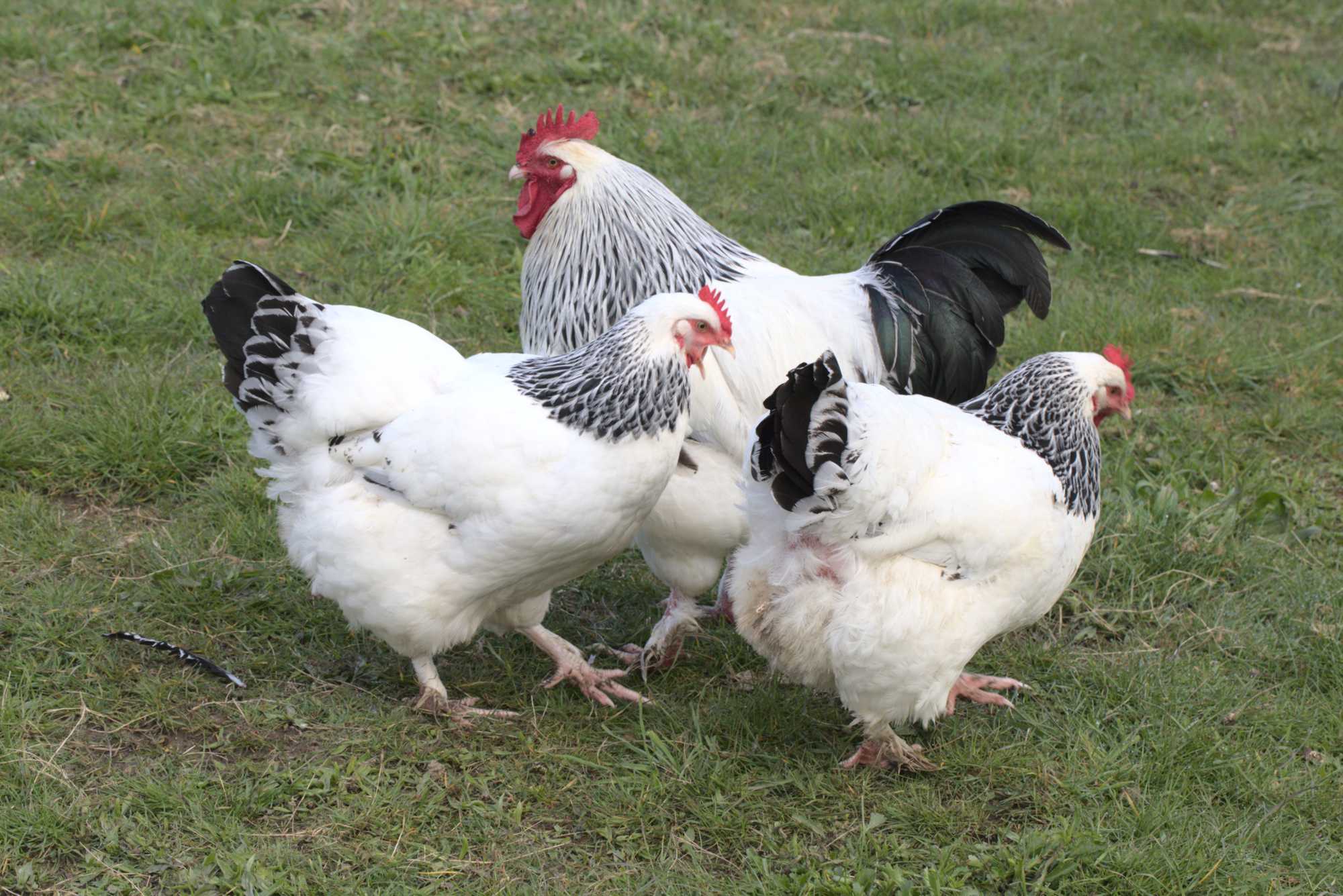 Lokation: Deutschland | Nordrhein-Westfalen | Heinsberg | Wassenberg Kategorien: Hühner, Hortus rusticus, Datum: 18.04.2021
