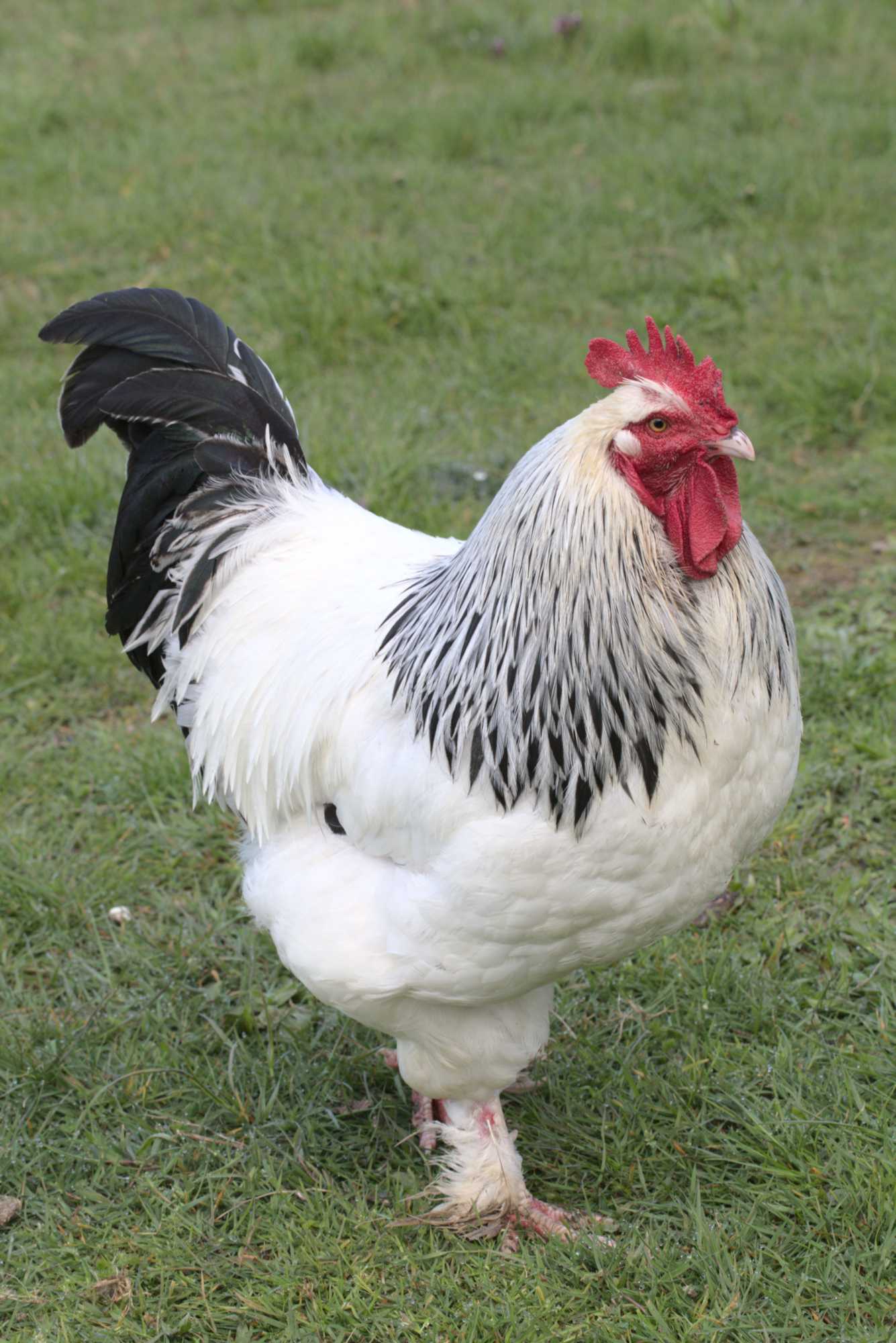 Lokation: Deutschland | Nordrhein-Westfalen | Heinsberg | Wassenberg Kategorien: Hühner, Hortus rusticus, Datum: 18.04.2021