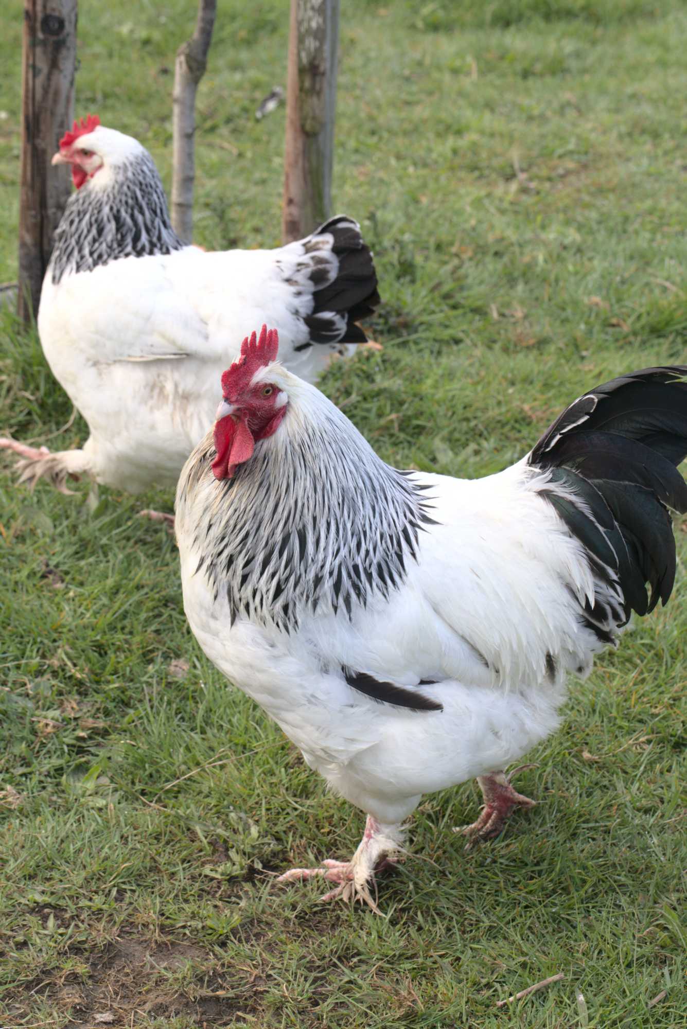 Lokation: Deutschland | Nordrhein-Westfalen | Heinsberg | Wassenberg Kategorien: Hühner, Hortus rusticus, Datum: 18.04.2021