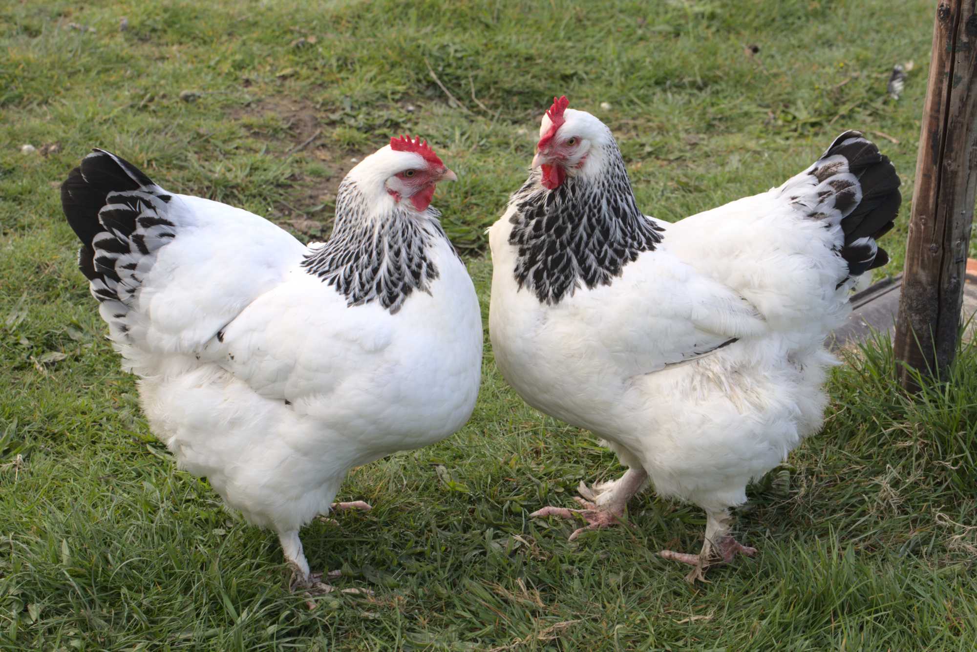 Lokation: Deutschland | Nordrhein-Westfalen | Heinsberg | Wassenberg Kategorien: Hühner, Hortus rusticus, Datum: 18.04.2021