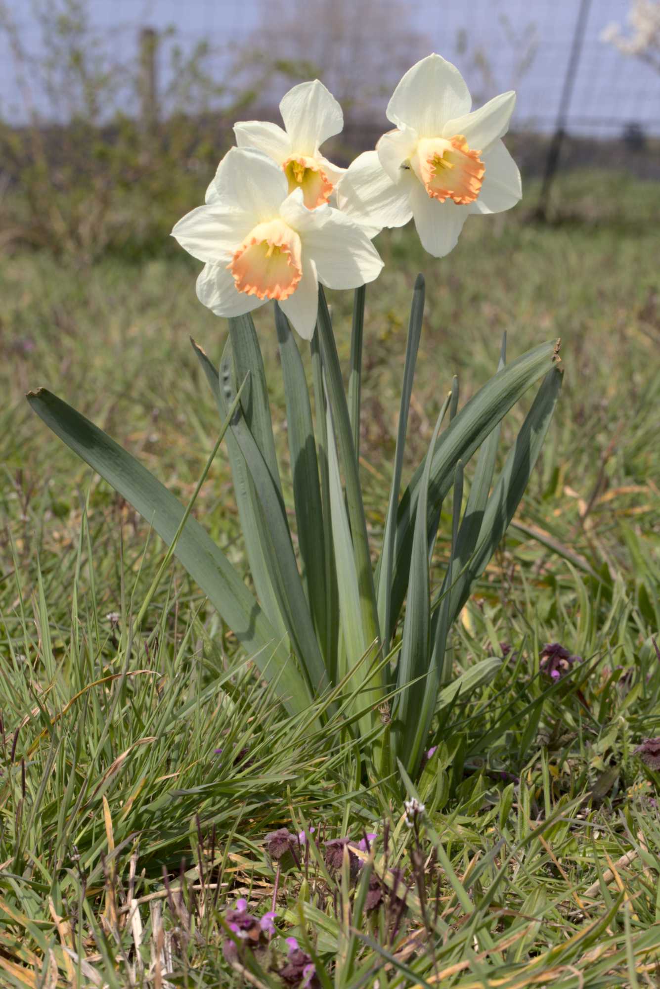Lokation: Deutschland | Nordrhein-Westfalen | Heinsberg | Wassenberg Kategorien: Habitus, Hortus rusticus, Datum: 18.04.2021