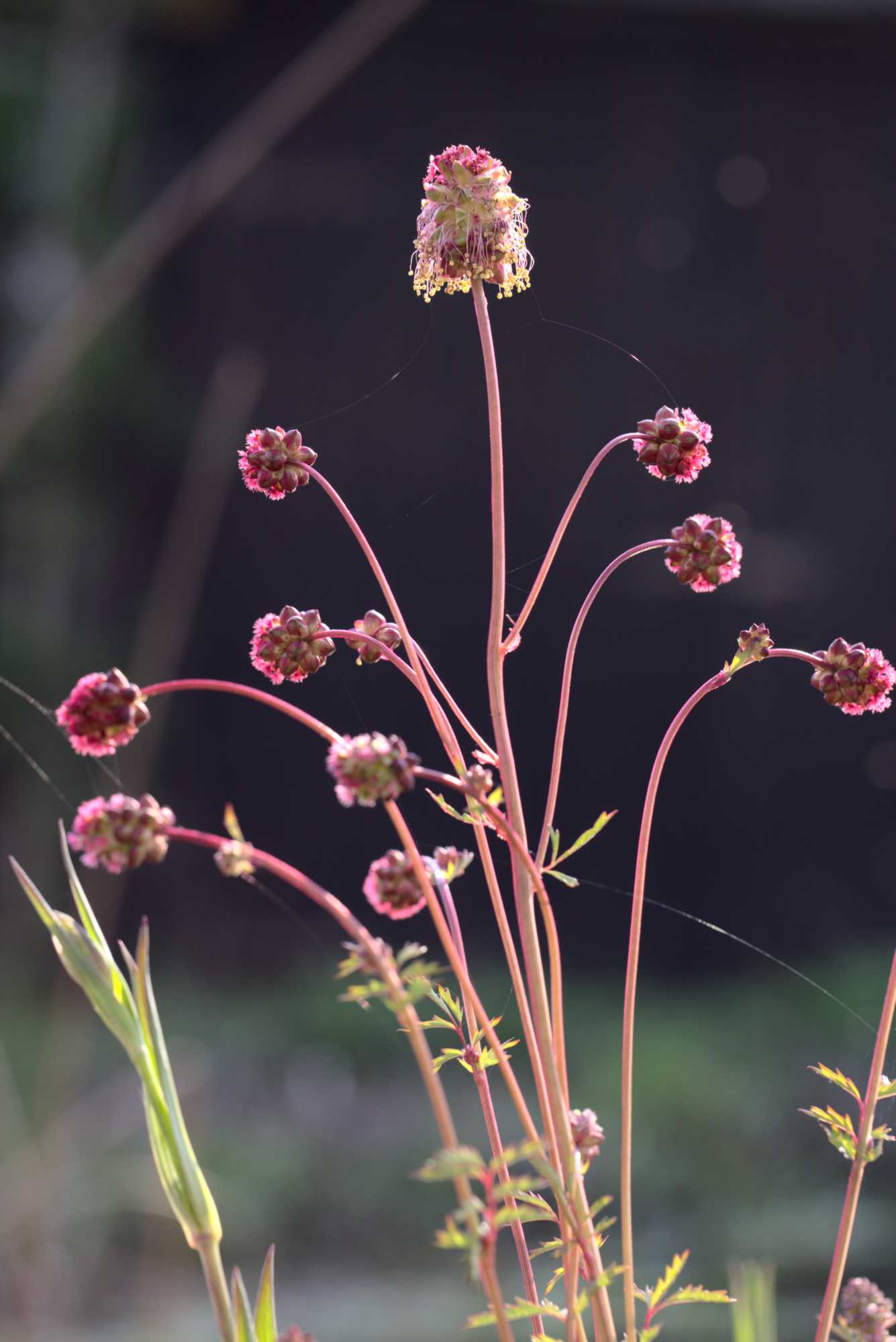 Lokation: Deutschland | Nordrhein-Westfalen | Heinsberg | Wassenberg Kategorien: Blüte, Hortus rusticus, Datum: 20.04.2021