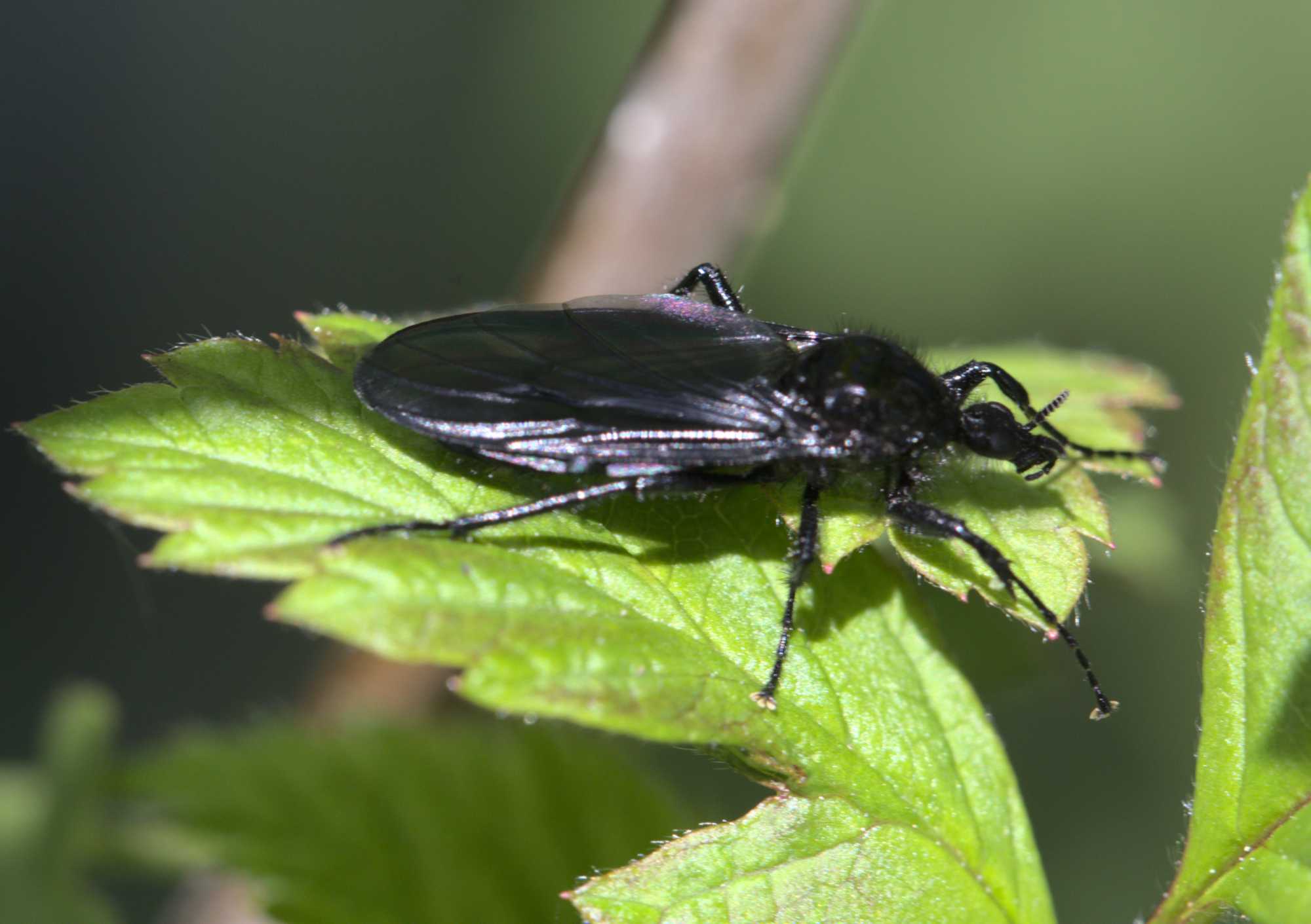 Lokation: Deutschland | Nordrhein-Westfalen | Heinsberg | Wassenberg Kategorien: Fliegen, Datum: 25.04.2021