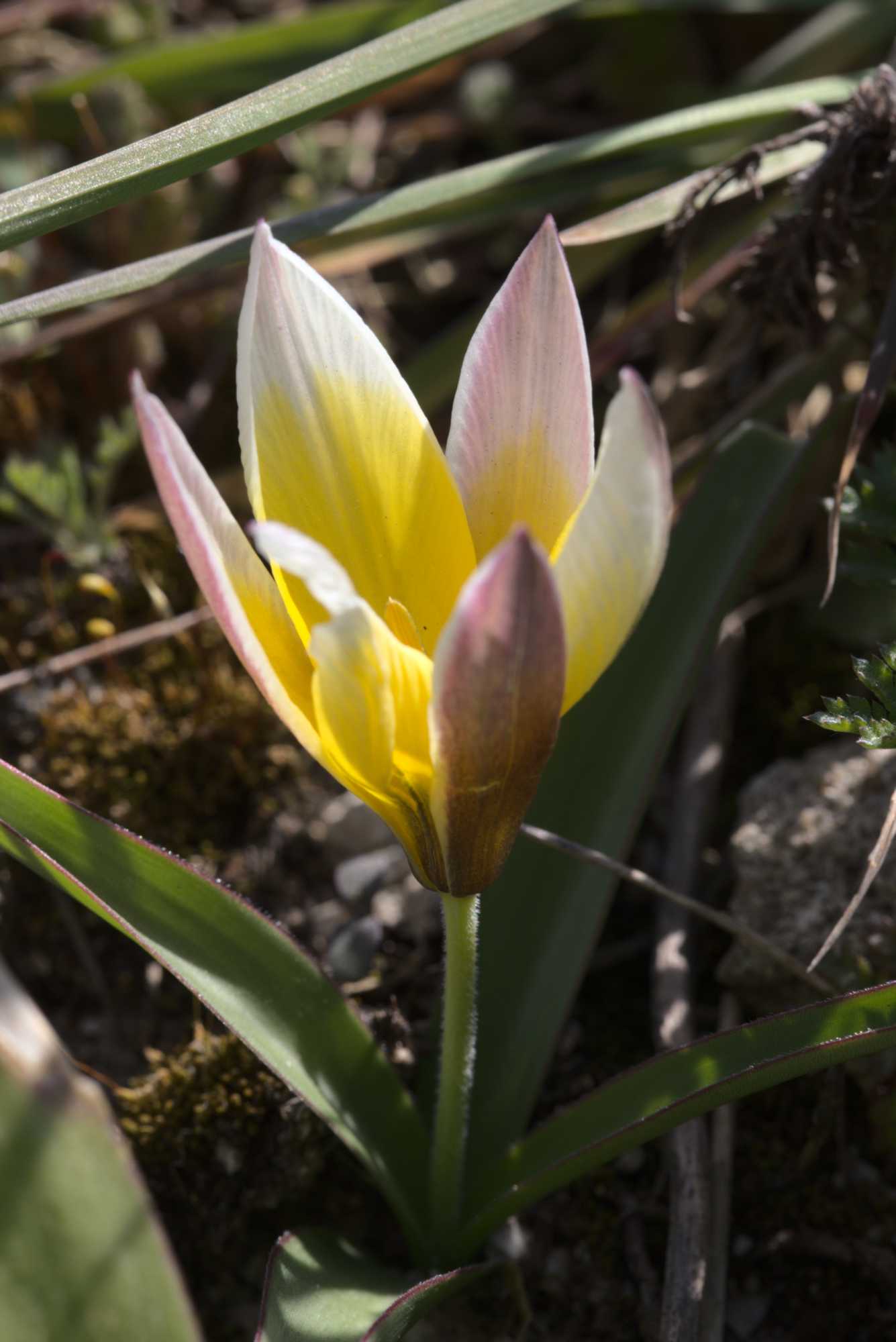 Lokation: Deutschland | Nordrhein-Westfalen | Heinsberg | Wassenberg Kategorien: Blüte, Hortus rusticus, Datum: 25.04.2021