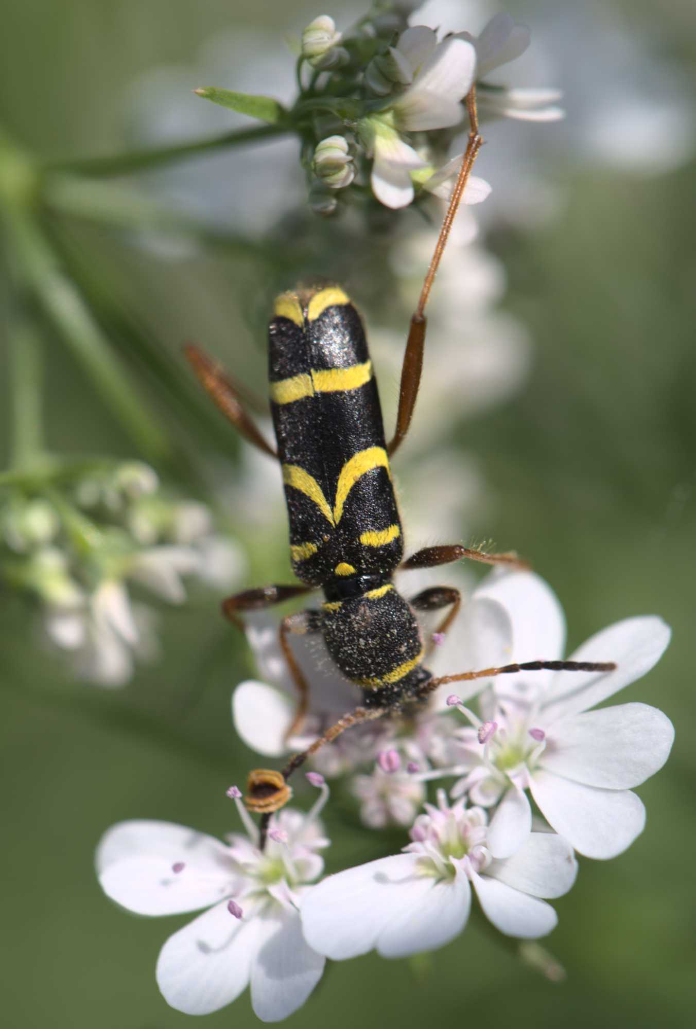 Lokation: Deutschland | Nordrhein-Westfalen | Heinsberg | Wassenberg Kategorien: Käfer, Hortus rusticus, Datum: 10.06.2021