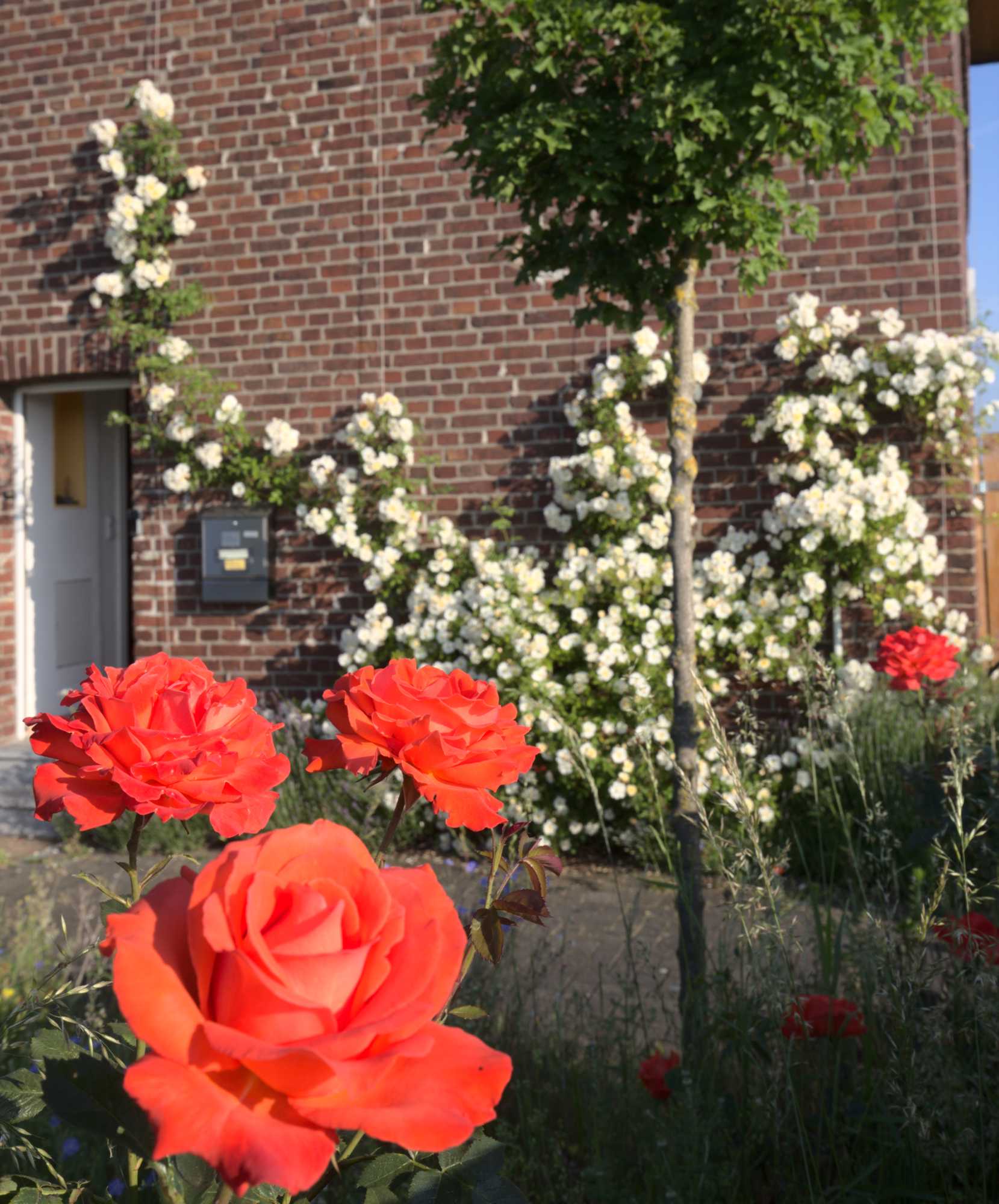 Lokation: Deutschland | Nordrhein-Westfalen | Heinsberg | Wassenberg Kategorien: Kletterpflanzen, Landhausgarten, Rosen, Datum: 11.06.2021
