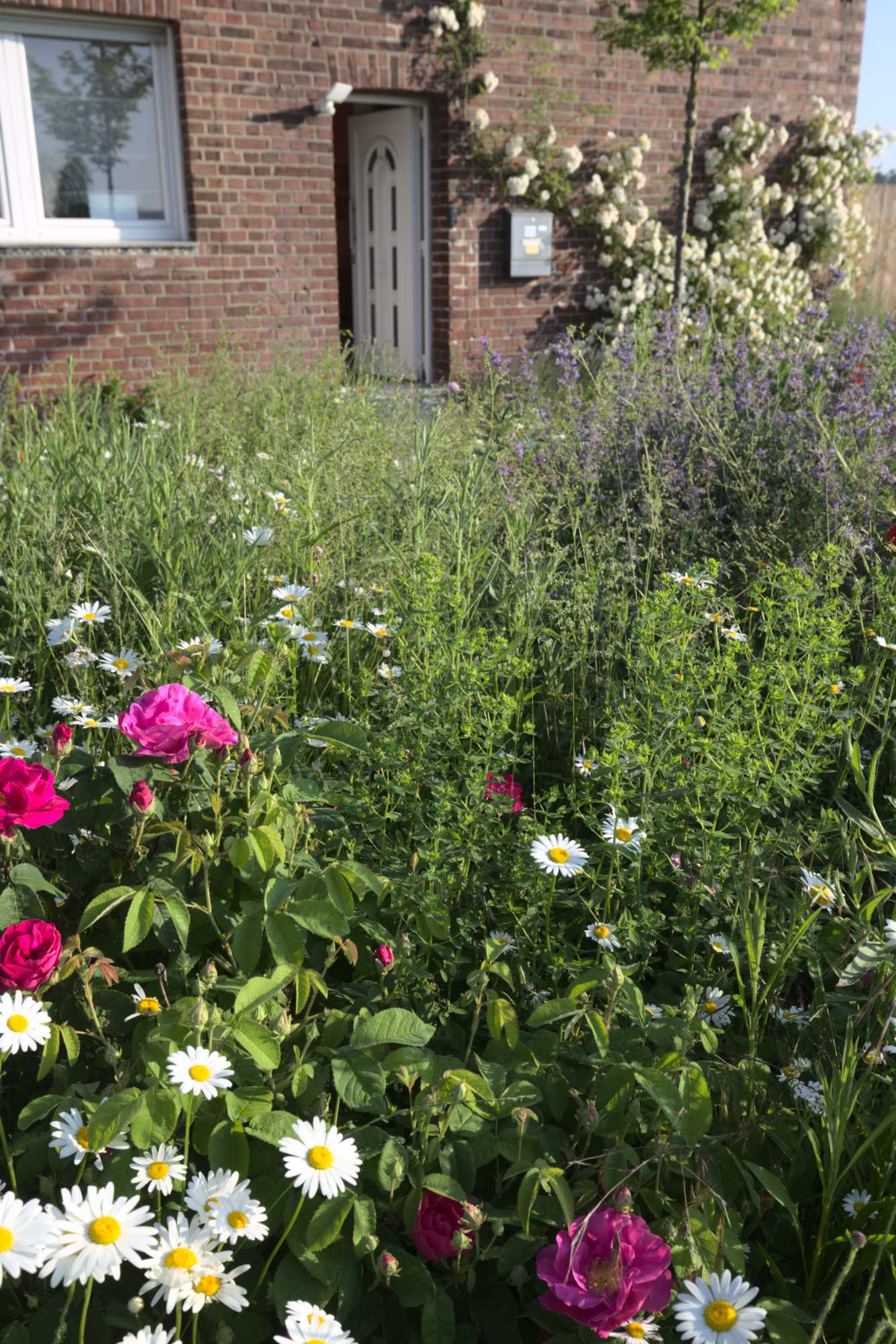 Lokation: Deutschland | Nordrhein-Westfalen | Heinsberg | Wassenberg Kategorien: Naturgarten, Landhausgarten, Rosen, Datum: 11.06.2021