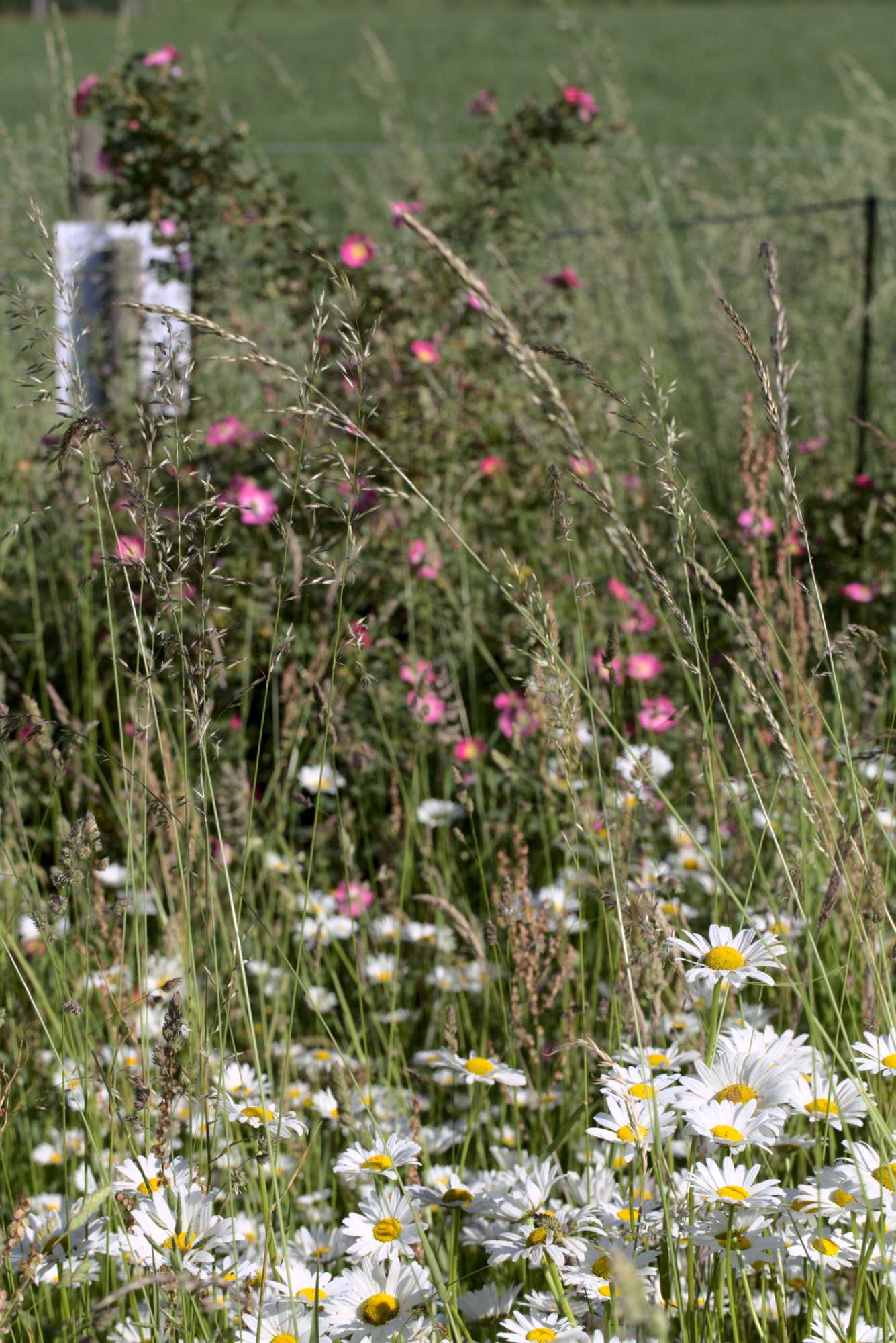 Lokation: Deutschland | Nordrhein-Westfalen | Heinsberg | Wassenberg Kategorien: Wiese, Hortus rusticus, Datum: 14.06.2021