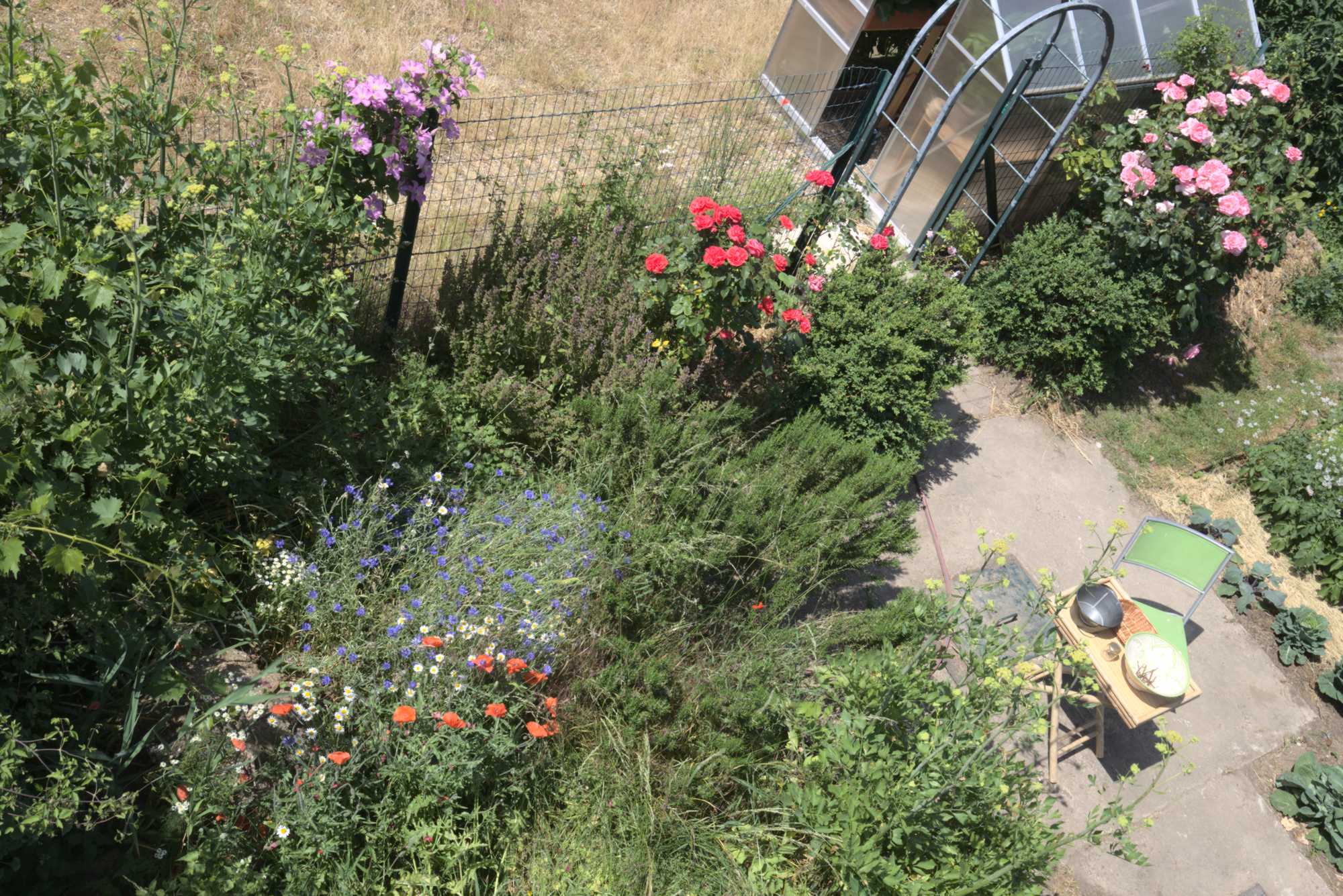 Lokation: Deutschland | Nordrhein-Westfalen | Heinsberg | Wassenberg Kategorien: Nutzgarten, Bauerngarten, Selbstversorgung, Datum: 19.06.2021