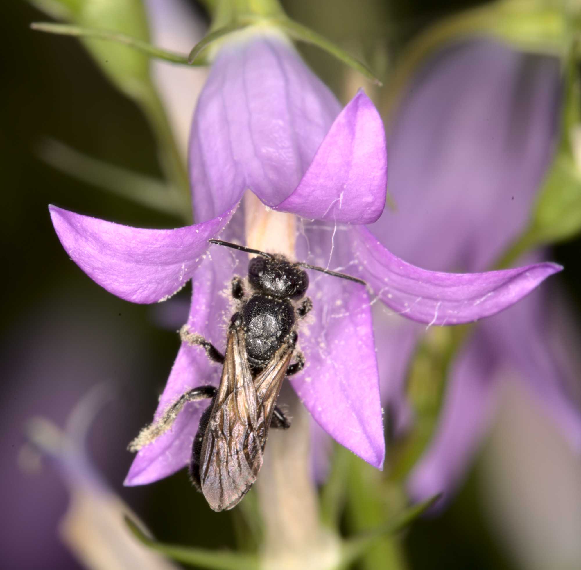 Glockenblumen-Scherenbiene (Chelostoma rapunculi), Lokation: Deutschland | Nordrhein-Westfalen | Heinsberg | Wassenberg Kategorien: Bienen, Hortus rusticus, Familie: Megachilidae (Bauchsammlerbienen), Datum: 21.06.2021