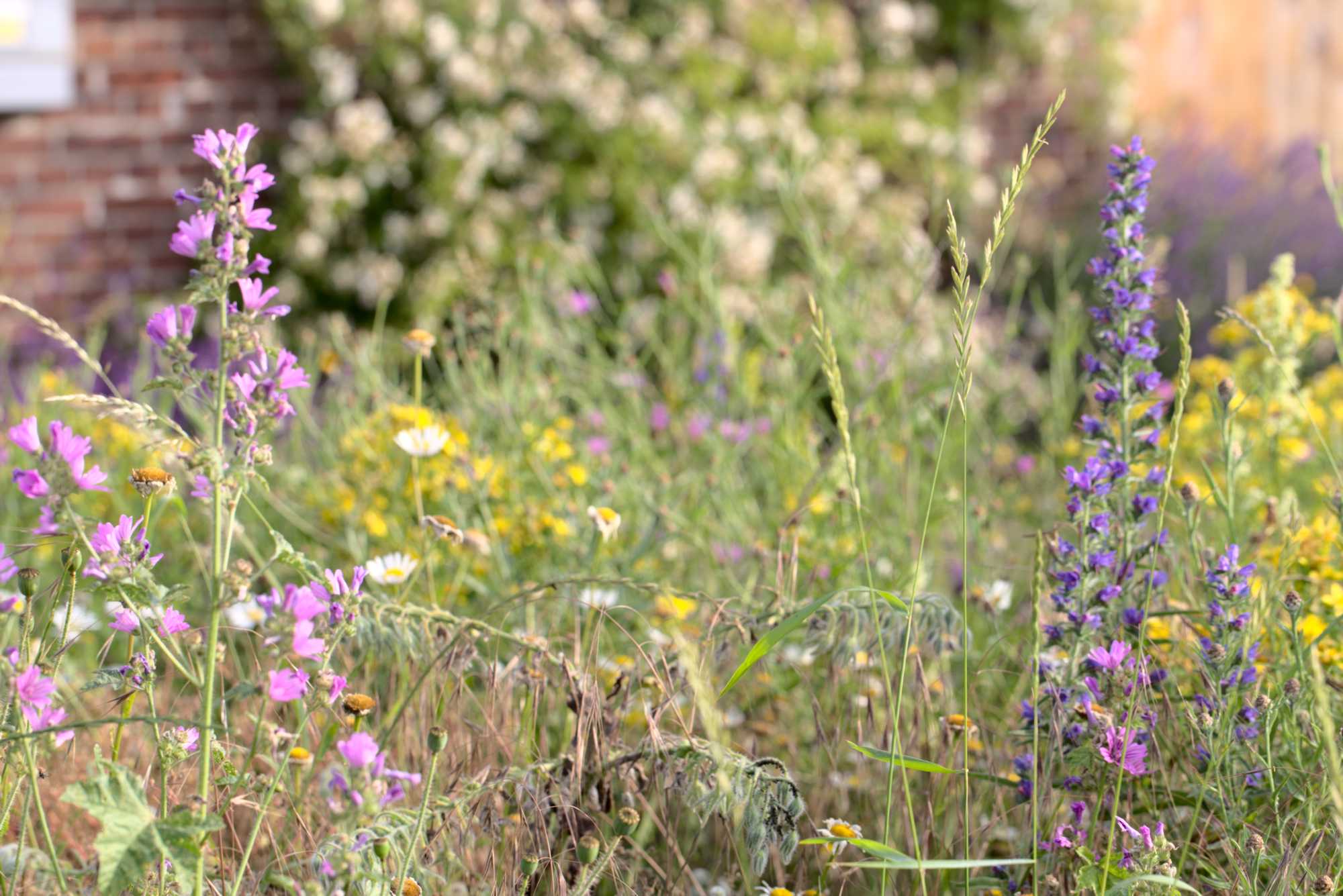 Lokation: Deutschland | Nordrhein-Westfalen | Heinsberg | Wassenberg Kategorien: Naturgarten, Magerbeet, Hortus rusticus, Landhausgarten, Datum: 25.06.2021