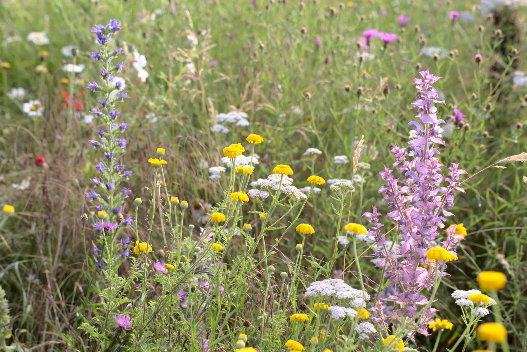 Lokation: Deutschland | Nordrhein-Westfalen | Heinsberg | Wassenberg Kategorien: Naturgarten, Magerbeet, Hortus rusticus, Landhausgarten, Datum: 25.06.2021