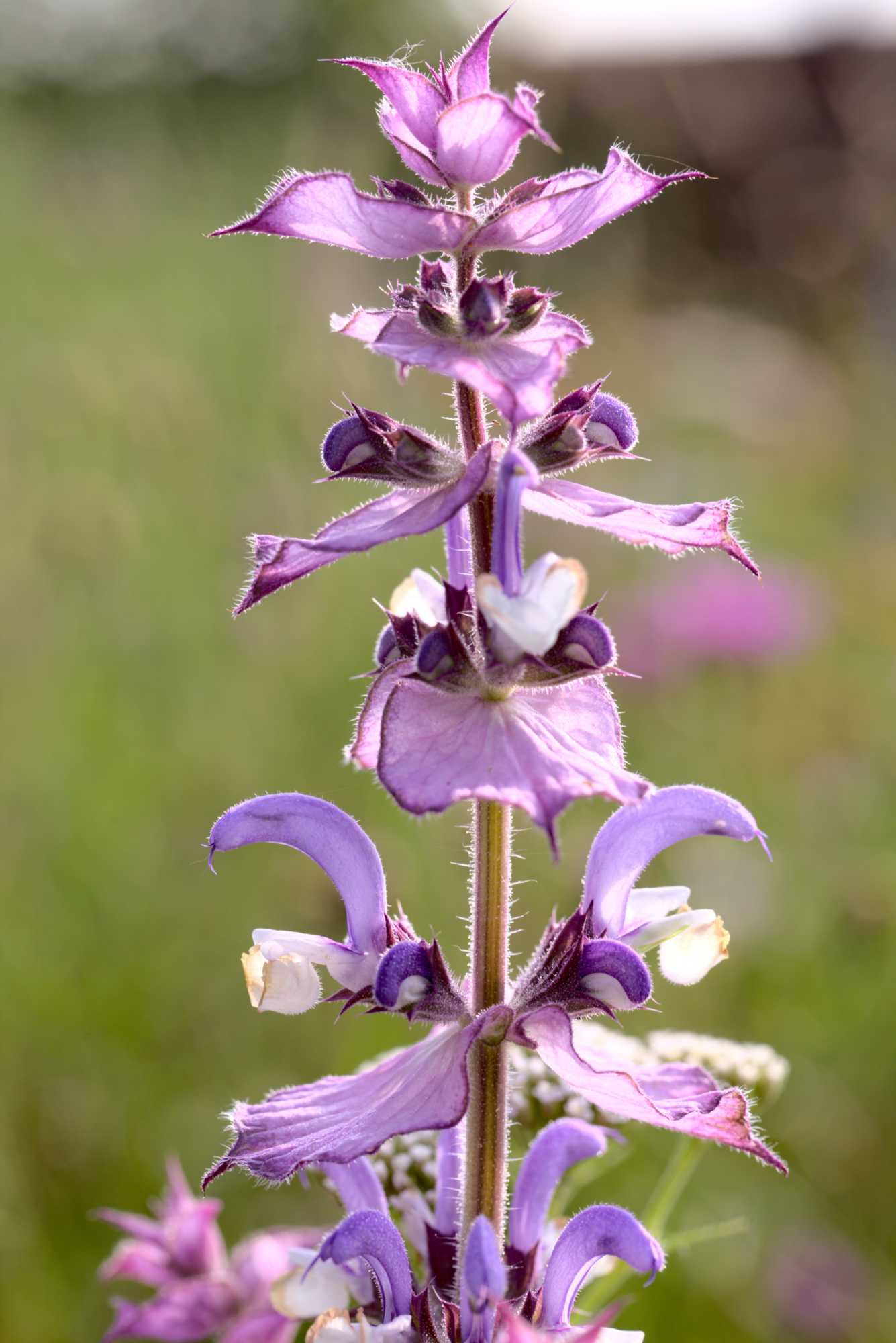 Lokation: Deutschland | Nordrhein-Westfalen | Heinsberg | Wassenberg Kategorien: Blüte, Datum: 25.06.2021
