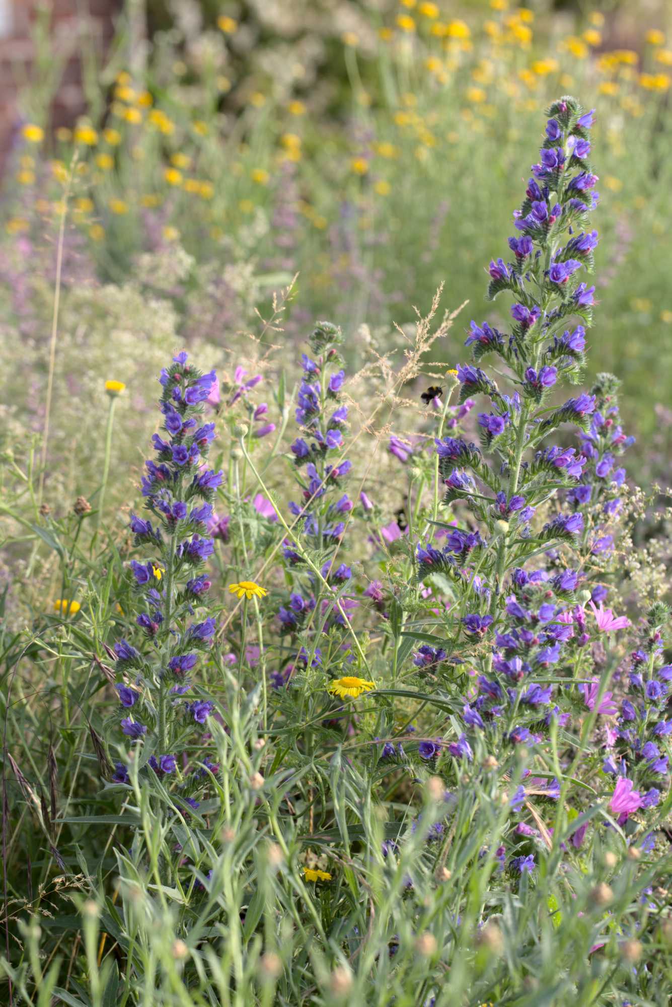Lokation: Deutschland | Nordrhein-Westfalen | Heinsberg | Wassenberg Kategorien: Naturgarten, Magerbeet, Hortus rusticus, Landhausgarten, Datum: 25.06.2021